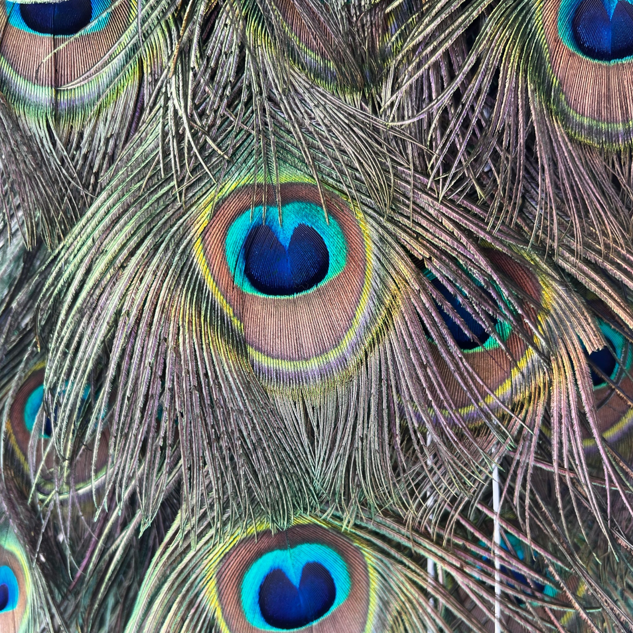 Vintage
vibrant
taxidermy
Sculpture
sculptural
Plumes
peacock taxidermy
peacock
mounted
male
living room
Large art
iridescence
Home
feathers
decorative
charming
Brass
Boho
bohemian
blue and green
Blue
birds
bird
Art