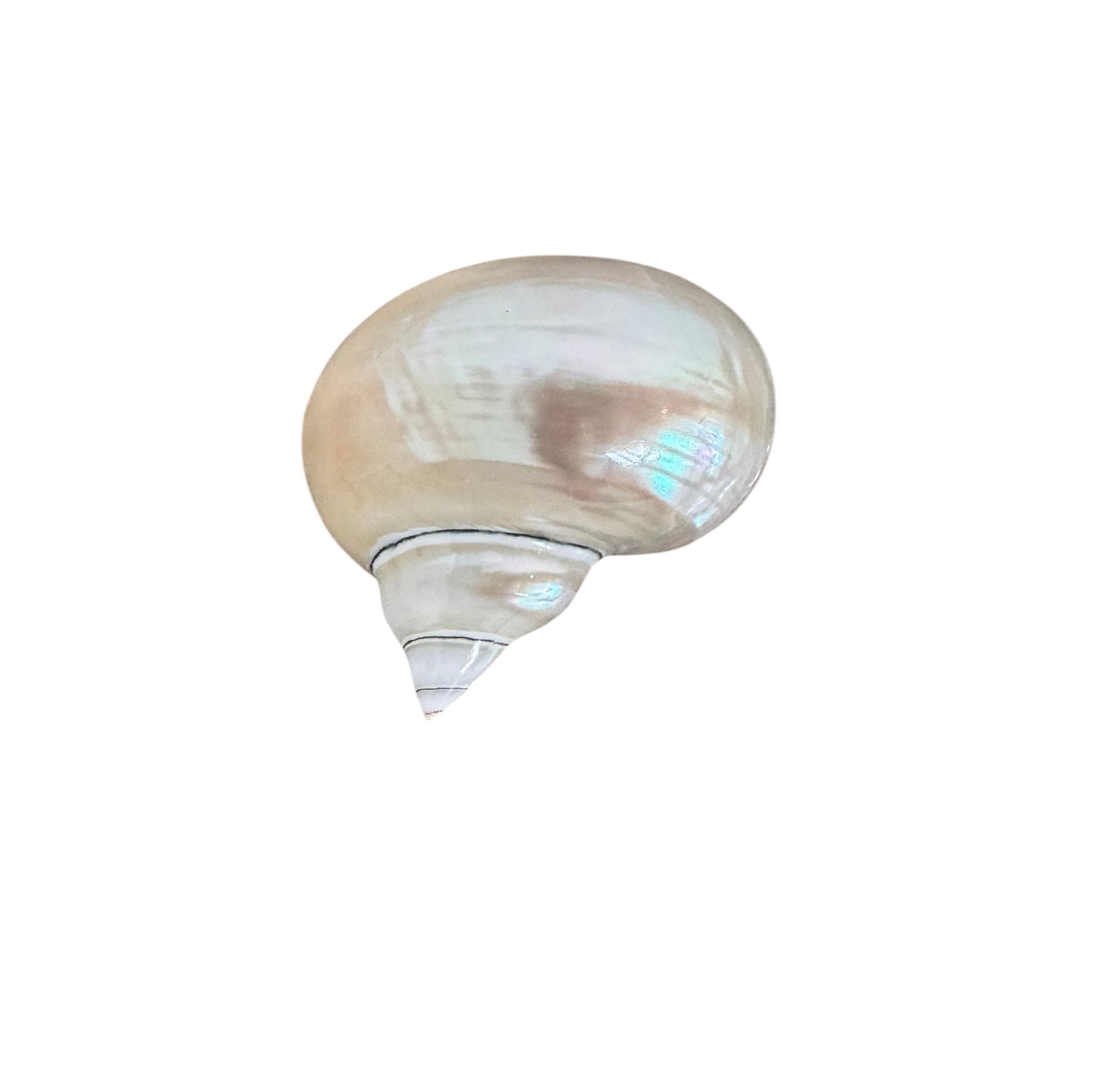 Hans Turnwald, 1980s, 1990s, napkin rings, silver ring, dinner party decoration, Hollywood regency, Turnwald Collection, High-end diningware, Coastal, Pearlized hermit shell