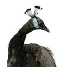 taxidermy
Plumes
peacock
living room
life size
Large art
Home
female
feathers
Brass
birds
bird
Art
mounted
Sculpture
sculptural
bohemian
Boho
feminine
peacock taxidermy
Texas
Green
gray