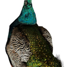 Vintage
vibrant
taxidermy
Sculpture
sculptural
Plumes
peacock taxidermy
peacock
mounted
male
living room
Large art
iridescence
Home
feathers
decorative
charming
Brass
Boho
bohemian
blue and green
Blue
birds
bird
Art