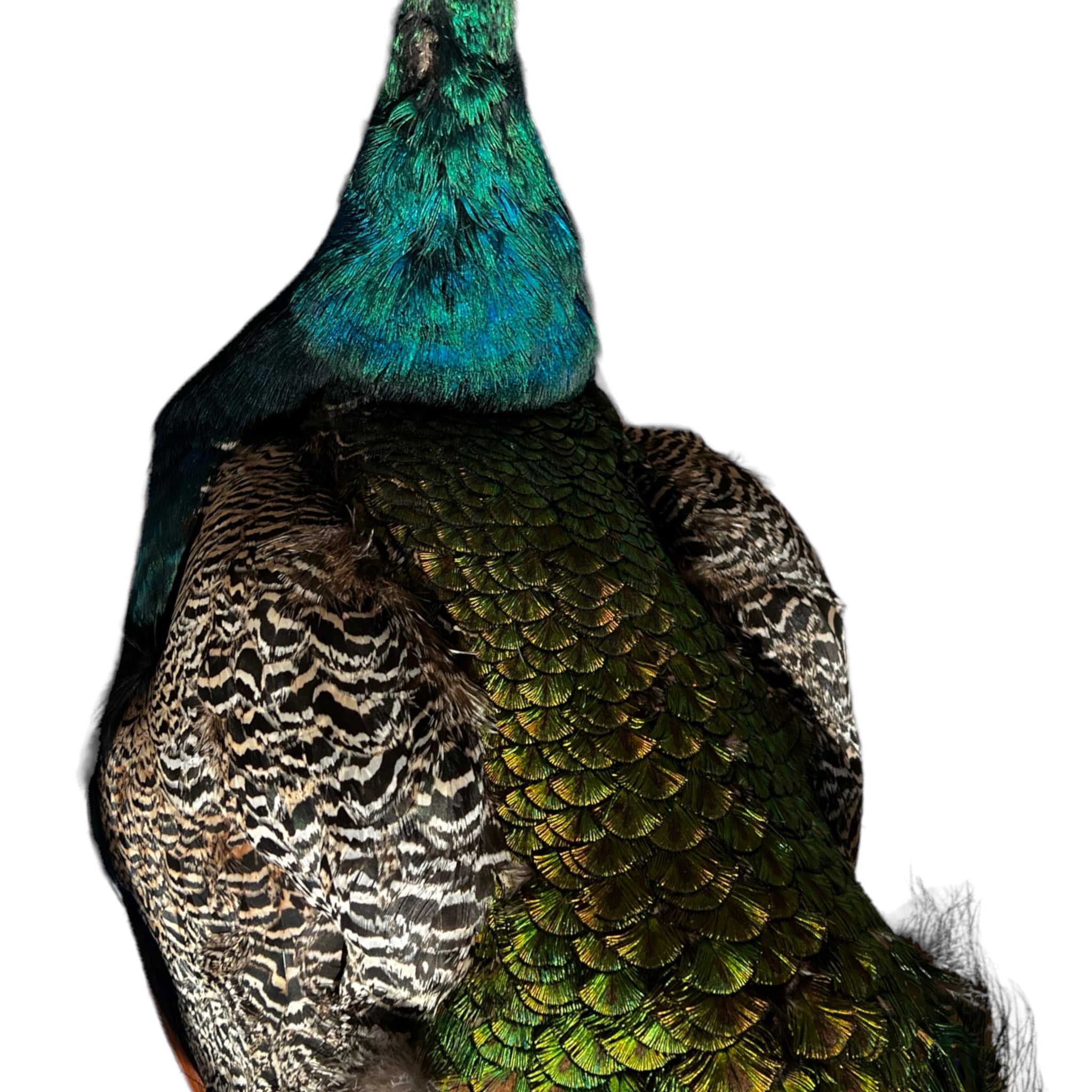 Vintage
vibrant
taxidermy
Sculpture
sculptural
Plumes
peacock taxidermy
peacock
mounted
male
living room
Large art
iridescence
Home
feathers
decorative
charming
Brass
Boho
bohemian
blue and green
Blue
birds
bird
Art