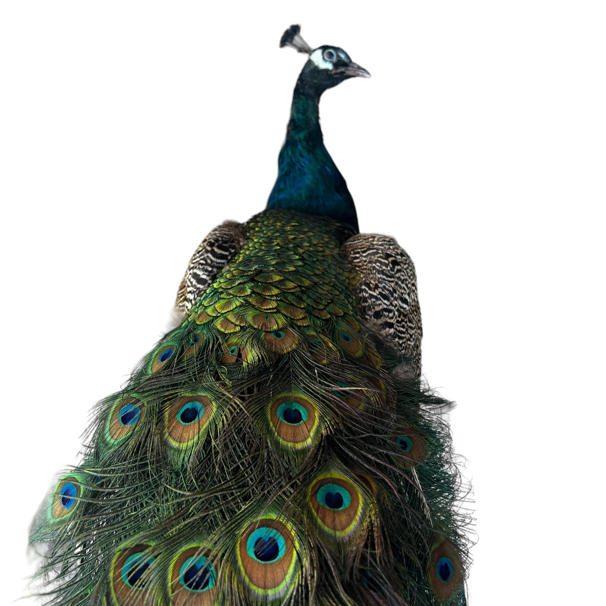 Vintage
vibrant
taxidermy
Sculpture
sculptural
Plumes
peacock taxidermy
peacock
mounted
male
living room
Large art
iridescence
Home
feathers
decorative
charming
Brass
Boho
bohemian
blue and green
Blue
birds
bird
Art