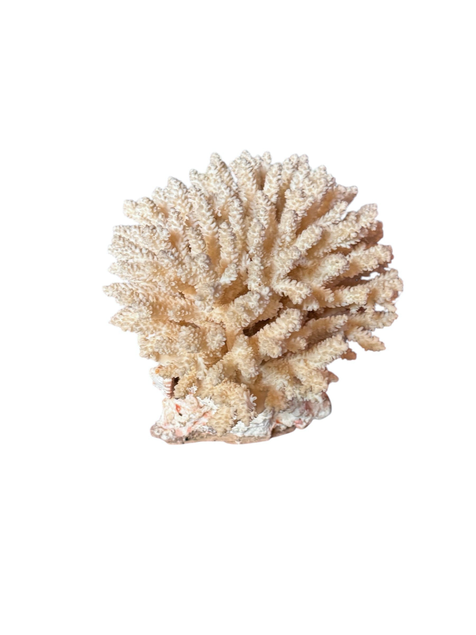 A detailed cream-colored coral sculpture resembling a classic staghorn coral. Numerous small, thin branches radiate upward and outward from a solid base embedded with tiny shells. The surface is densely covered in fine, petal-like scales.
