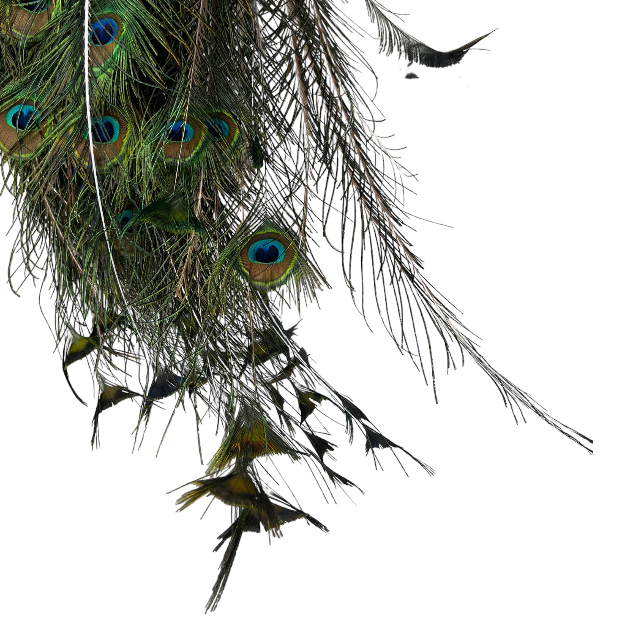 Vintage
vibrant
taxidermy
Sculpture
sculptural
Plumes
peacock taxidermy
peacock
mounted
male
living room
Large art
iridescence
Home
feathers
decorative
charming
Brass
Boho
bohemian
blue and green
Blue
birds
bird
Art
