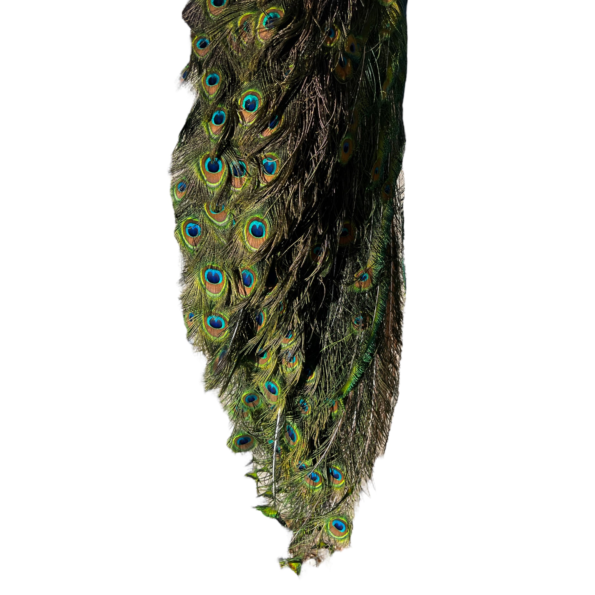 Vintage
vibrant
taxidermy
Sculpture
sculptural
Plumes
peacock taxidermy
peacock
mounted
male
living room
Large art
iridescence
Home
feathers
decorative
charming
Brass
Boho
bohemian
blue and green
Blue
birds
bird
Art