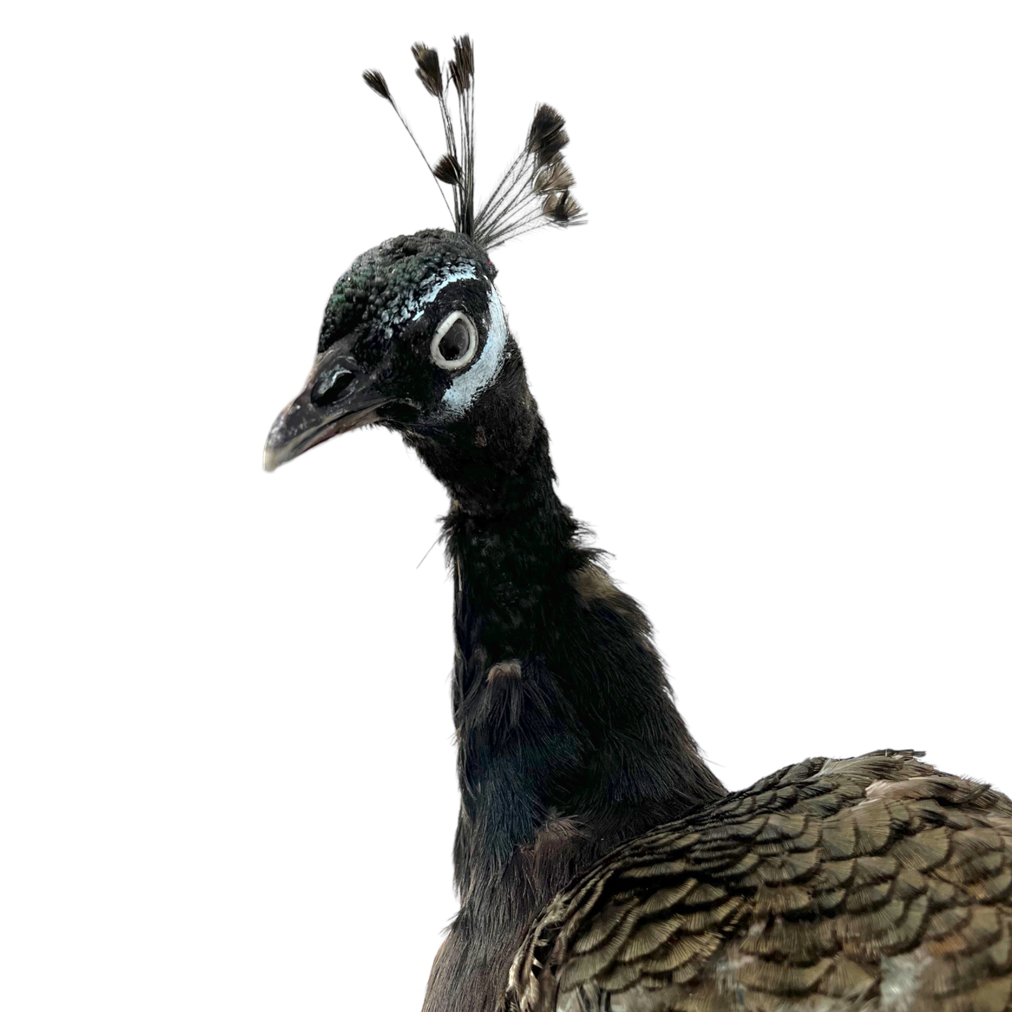 taxidermy
Plumes
peacock
living room
life size
Large art
Home
female
feathers
Brass
birds
bird
Art
mounted
Sculpture
sculptural
bohemian
Boho
feminine
peacock taxidermy
Texas
Green
gray