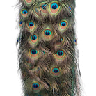 Vintage
vibrant
taxidermy
Sculpture
sculptural
Plumes
peacock taxidermy
peacock
mounted
male
living room
Large art
iridescence
Home
feathers
decorative
charming
Brass
Boho
bohemian
blue and green
Blue
birds
bird
Art