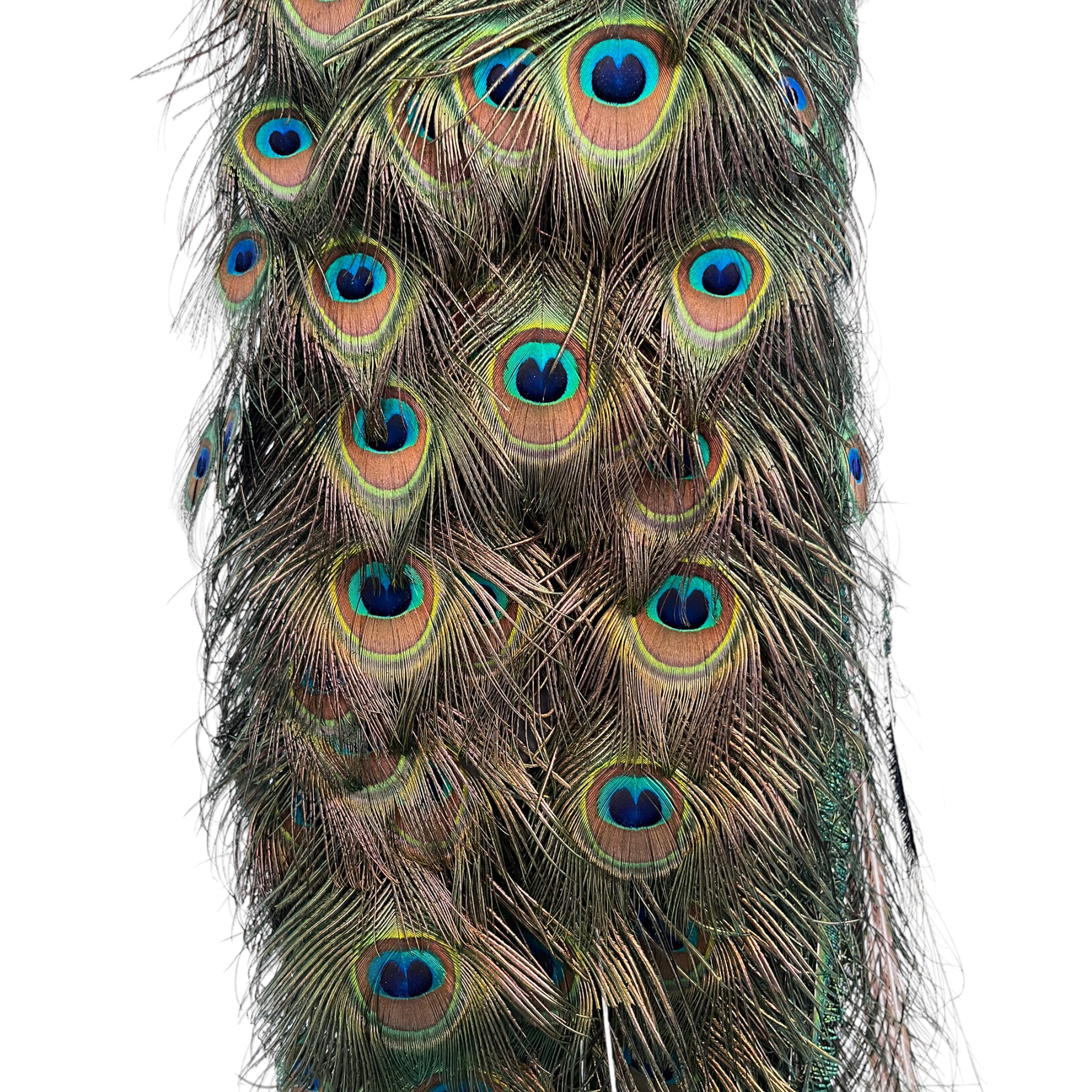 Vintage
vibrant
taxidermy
Sculpture
sculptural
Plumes
peacock taxidermy
peacock
mounted
male
living room
Large art
iridescence
Home
feathers
decorative
charming
Brass
Boho
bohemian
blue and green
Blue
birds
bird
Art