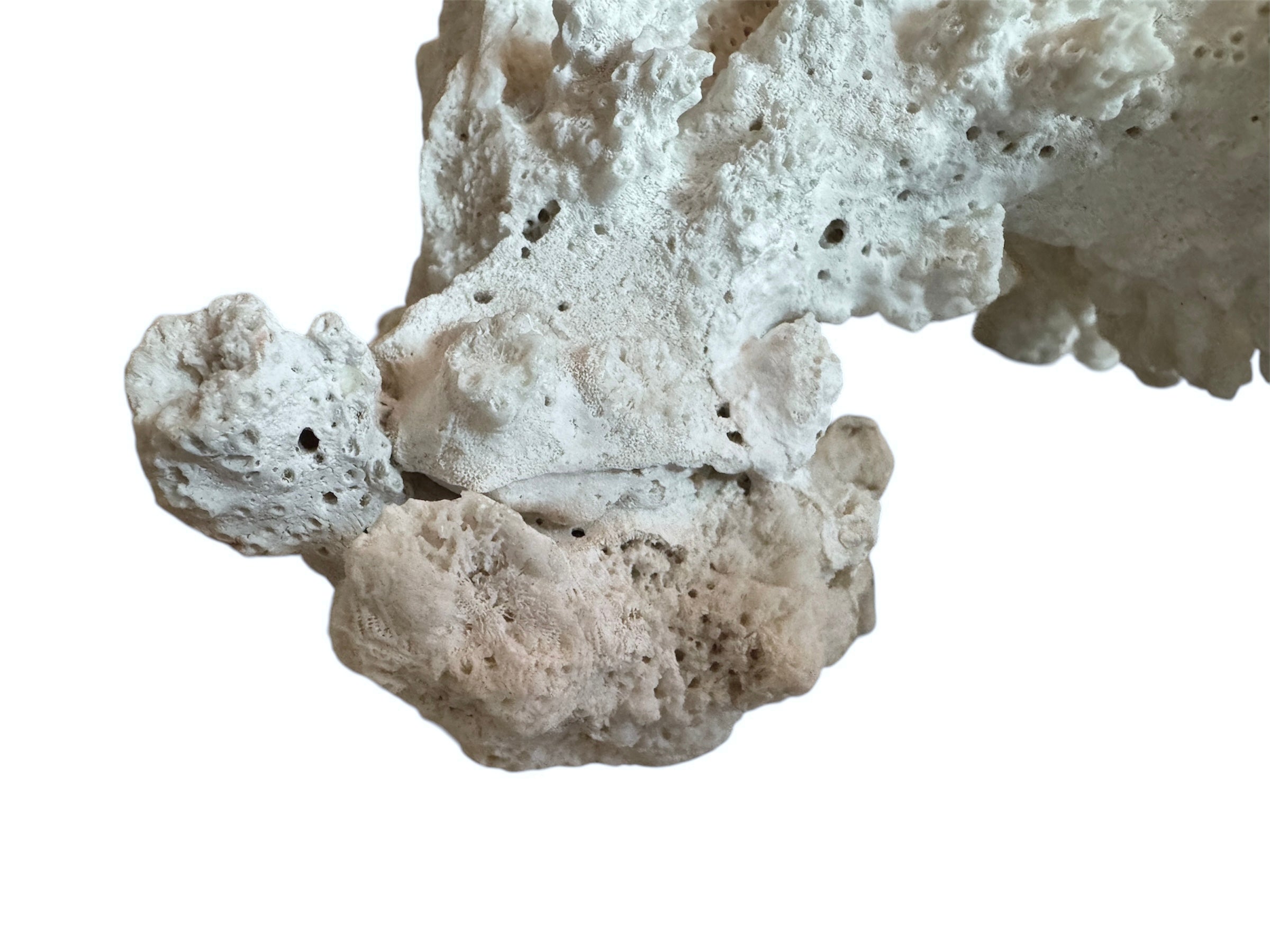 A wide, branching white coral sculpture with a thick central base and flattened, fan-like extensions. The texture is porous and rough, featuring jagged edges and irregular, bumpy ridges across its surface.