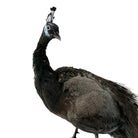 taxidermy
Plumes
peacock
living room
life size
Large art
Home
female
feathers
Brass
birds
bird
Art
mounted
Sculpture
sculptural
bohemian
Boho
feminine
peacock taxidermy
Texas
Green
gray