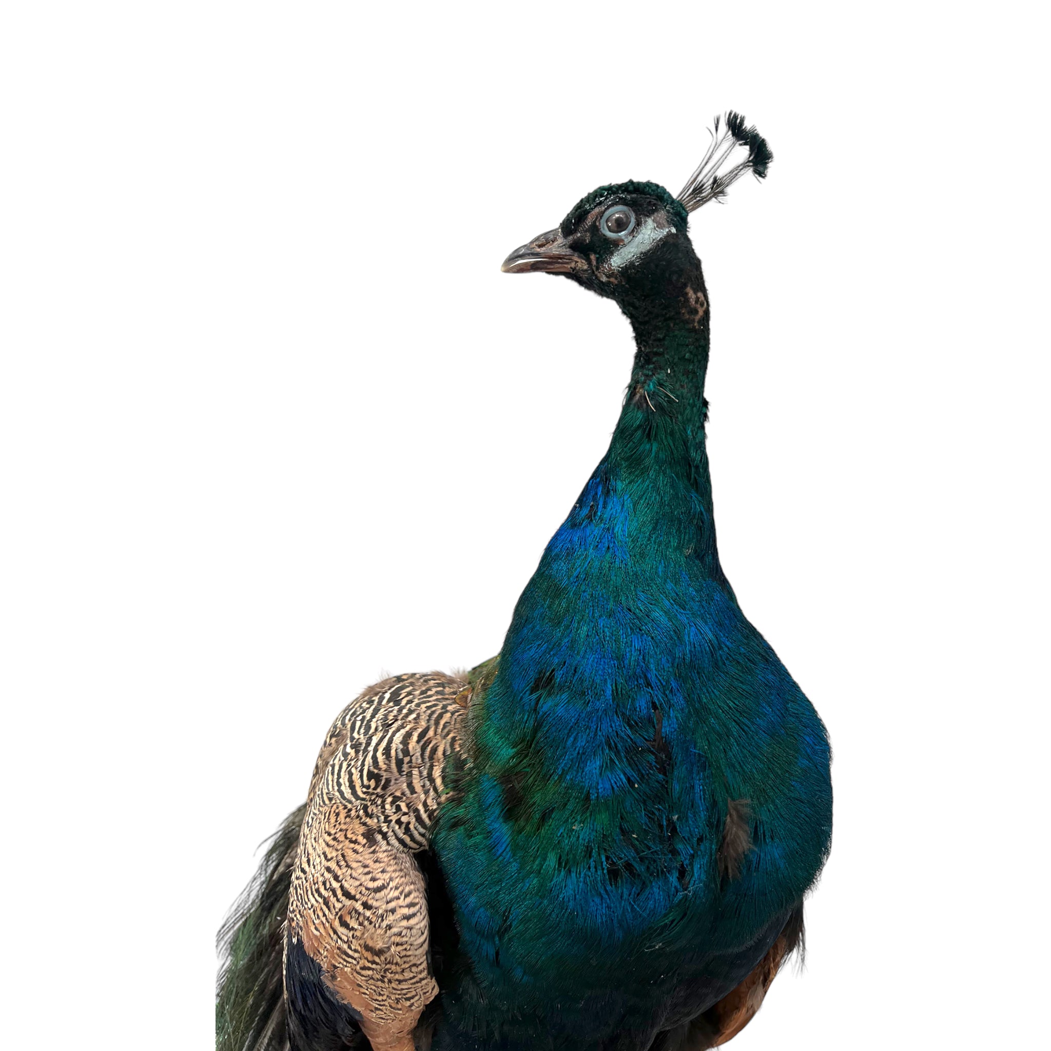 Vintage
vibrant
taxidermy
Sculpture
sculptural
Plumes
peacock taxidermy
peacock
mounted
male
living room
Large art
iridescence
Home
feathers
decorative
charming
Brass
Boho
bohemian
blue and green
Blue
birds
bird
Art