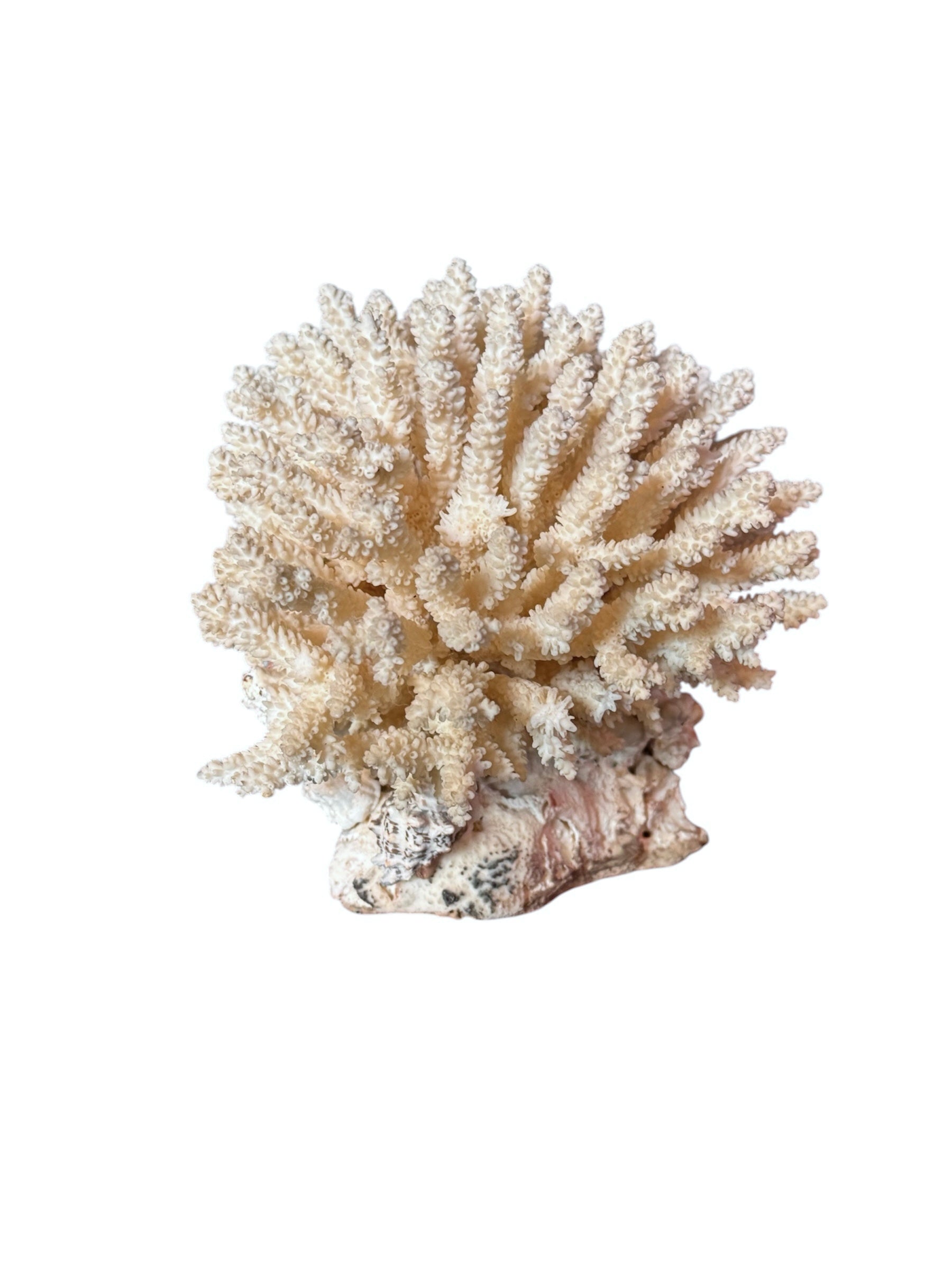 A detailed cream-colored coral sculpture resembling a classic staghorn coral. Numerous small, thin branches radiate upward and outward from a solid base embedded with tiny shells. The surface is densely covered in fine, petal-like scales.