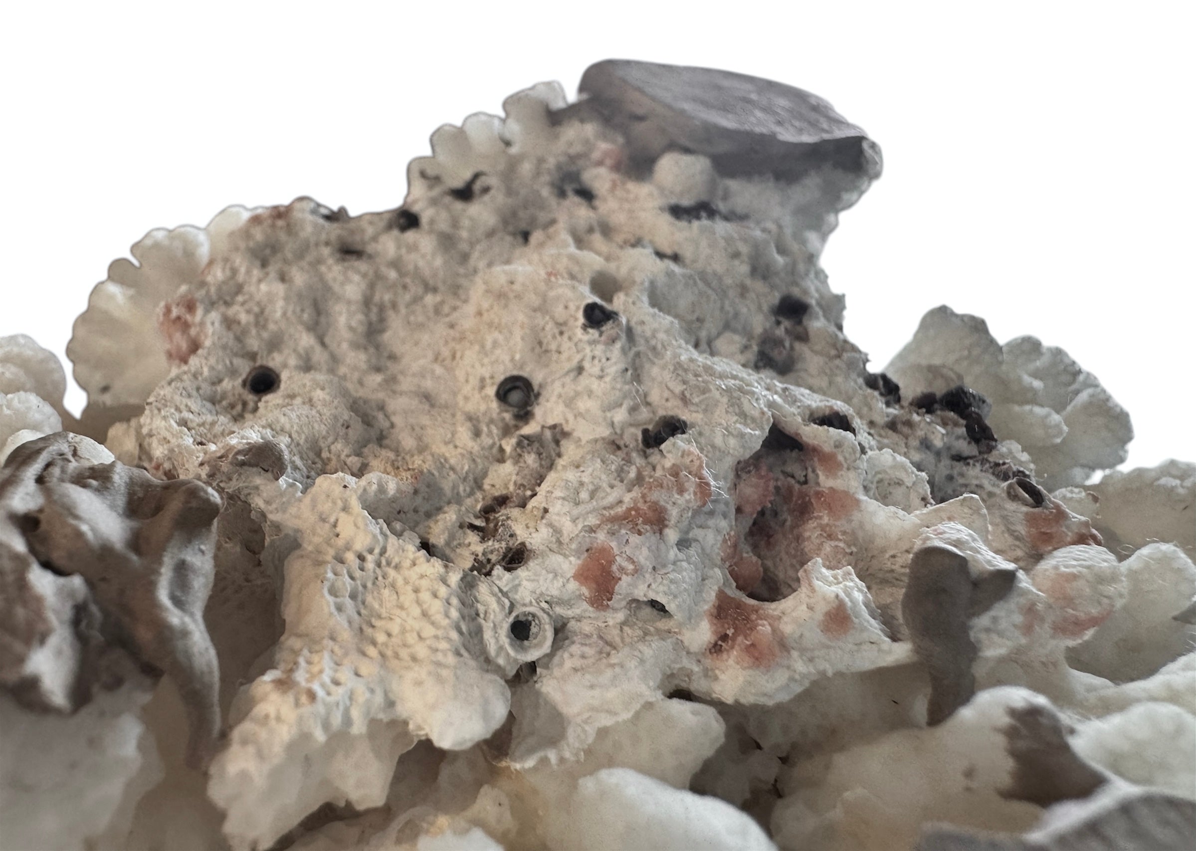 A dense, mounded white coral sculpture with a heavy, cauliflower-style growth pattern. The lobes are closely bunched together, covered in tiny, uniform bumps that give the piece a fuzzy or frosted visual texture.