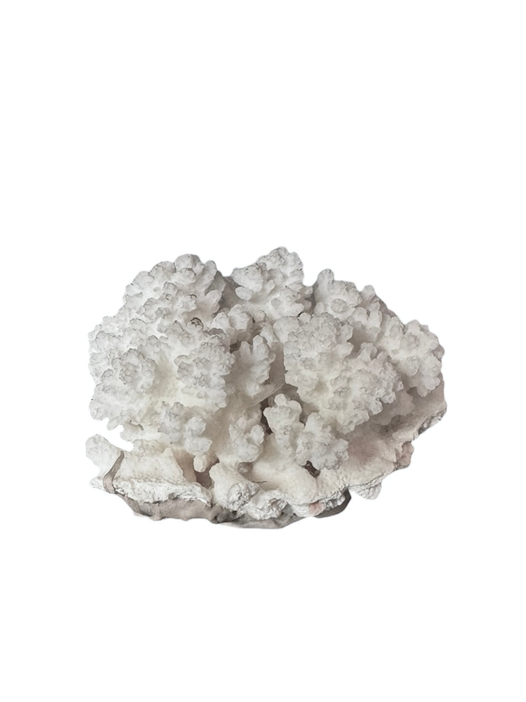 A small, delicate white coral sculpture with a cluster of short, upright branches. The structure is asymmetrical and intricate, featuring a porous, sponge-like surface texture and a jagged, irregular base.