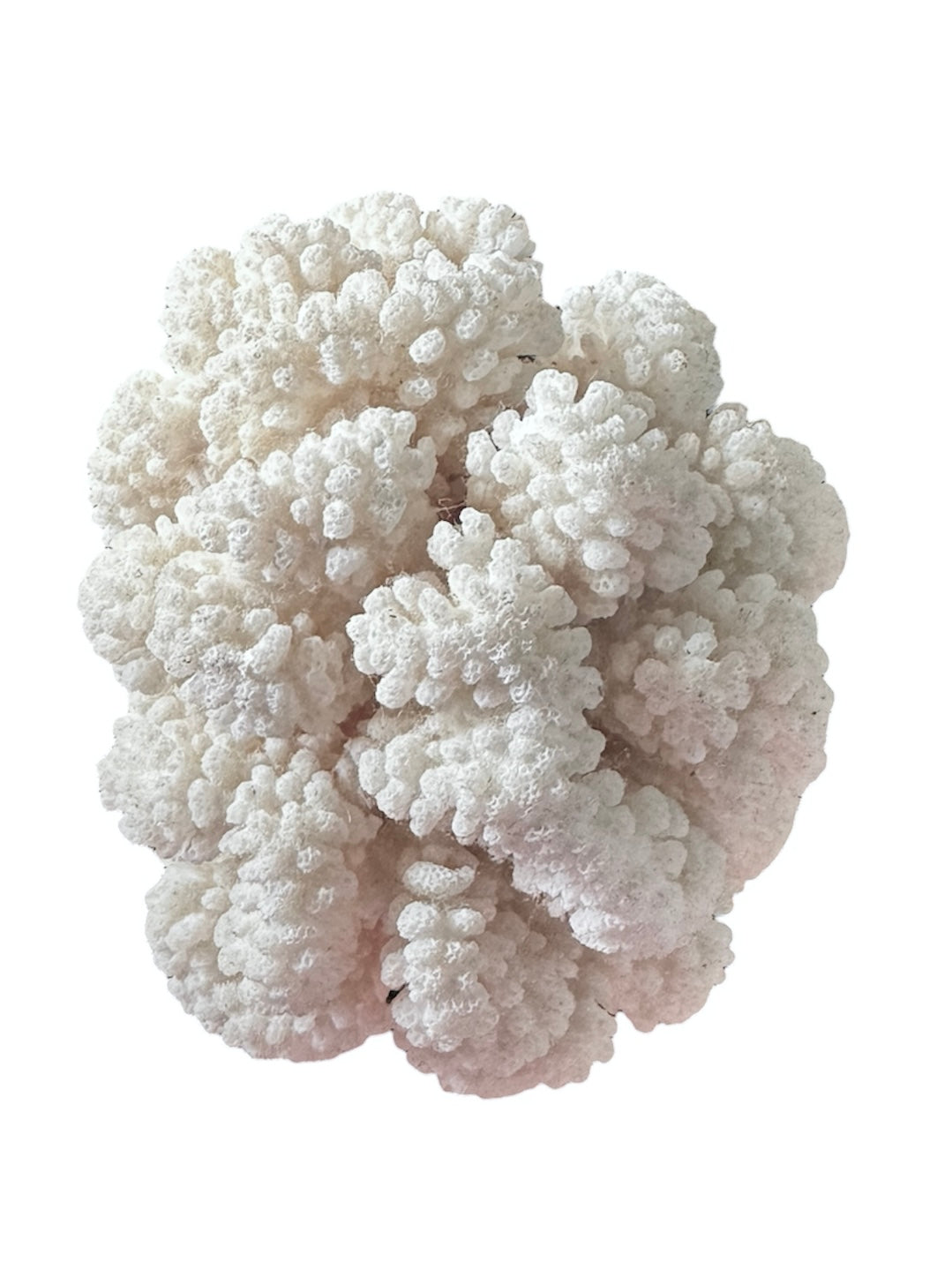 A rounded, cauliflower-like coral sculpture in an off-white hue. It consists of several tightly packed, bulbous lobes with a highly granular, pebbled texture that creates a soft, cloud-like appearance.