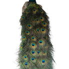 Vintage
vibrant
taxidermy
Sculpture
sculptural
Plumes
peacock taxidermy
peacock
mounted
male
living room
Large art
iridescence
Home
feathers
decorative
charming
Brass
Boho
bohemian
blue and green
Blue
birds
bird
Art