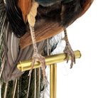 Vintage
vibrant
taxidermy
Sculpture
sculptural
Plumes
peacock taxidermy
peacock
mounted
male
living room
Large art
iridescence
Home
feathers
decorative
charming
Brass
Boho
bohemian
blue and green
Blue
birds
bird
Art