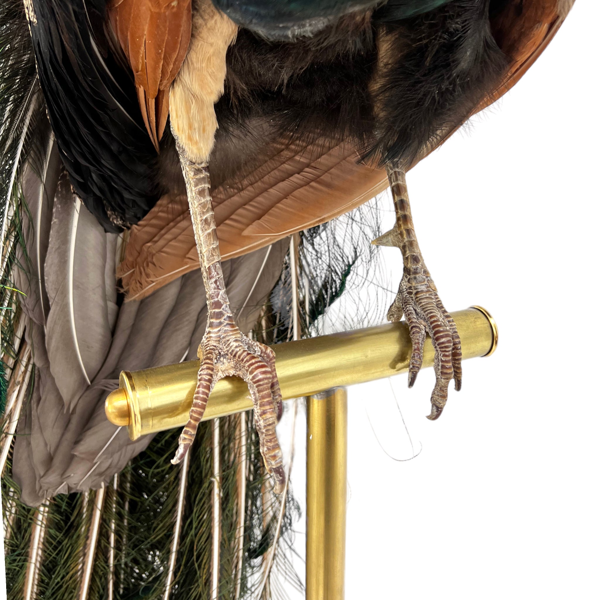 Vintage
vibrant
taxidermy
Sculpture
sculptural
Plumes
peacock taxidermy
peacock
mounted
male
living room
Large art
iridescence
Home
feathers
decorative
charming
Brass
Boho
bohemian
blue and green
Blue
birds
bird
Art