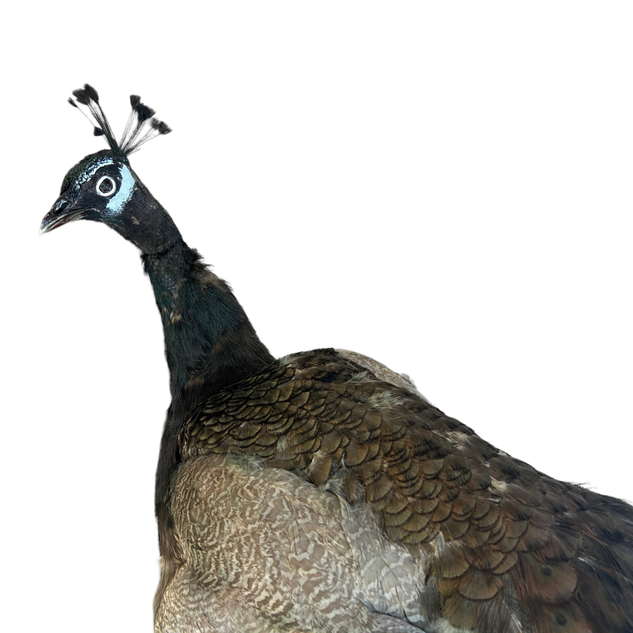 taxidermy
Plumes
peacock
living room
life size
Large art
Home
female
feathers
Brass
birds
bird
Art
mounted
Sculpture
sculptural
bohemian
Boho
feminine
peacock taxidermy
Texas
Green
gray