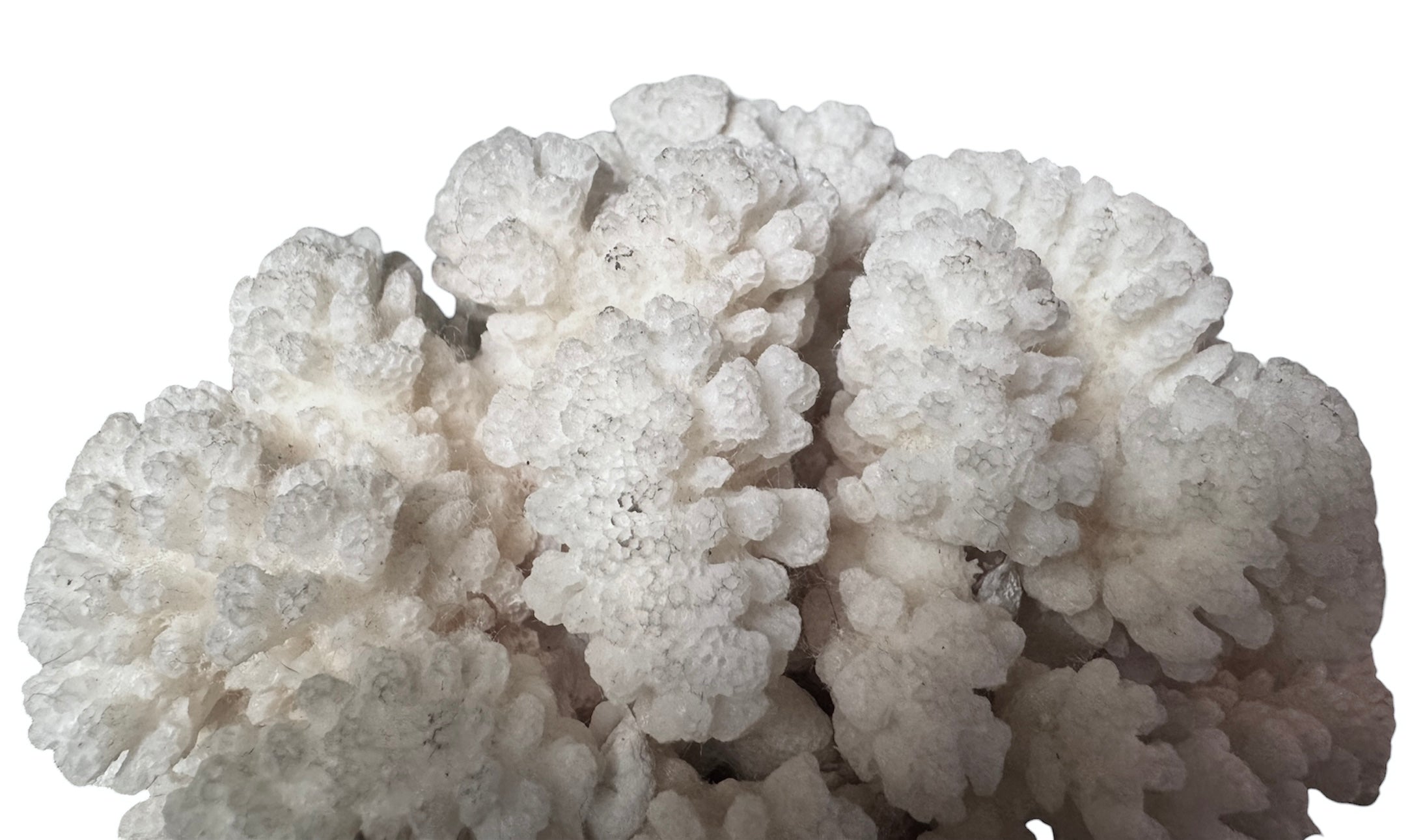 A rounded, cauliflower-like coral sculpture in an off-white hue. It consists of several tightly packed, bulbous lobes with a highly granular, pebbled texture that creates a soft, cloud-like appearance.