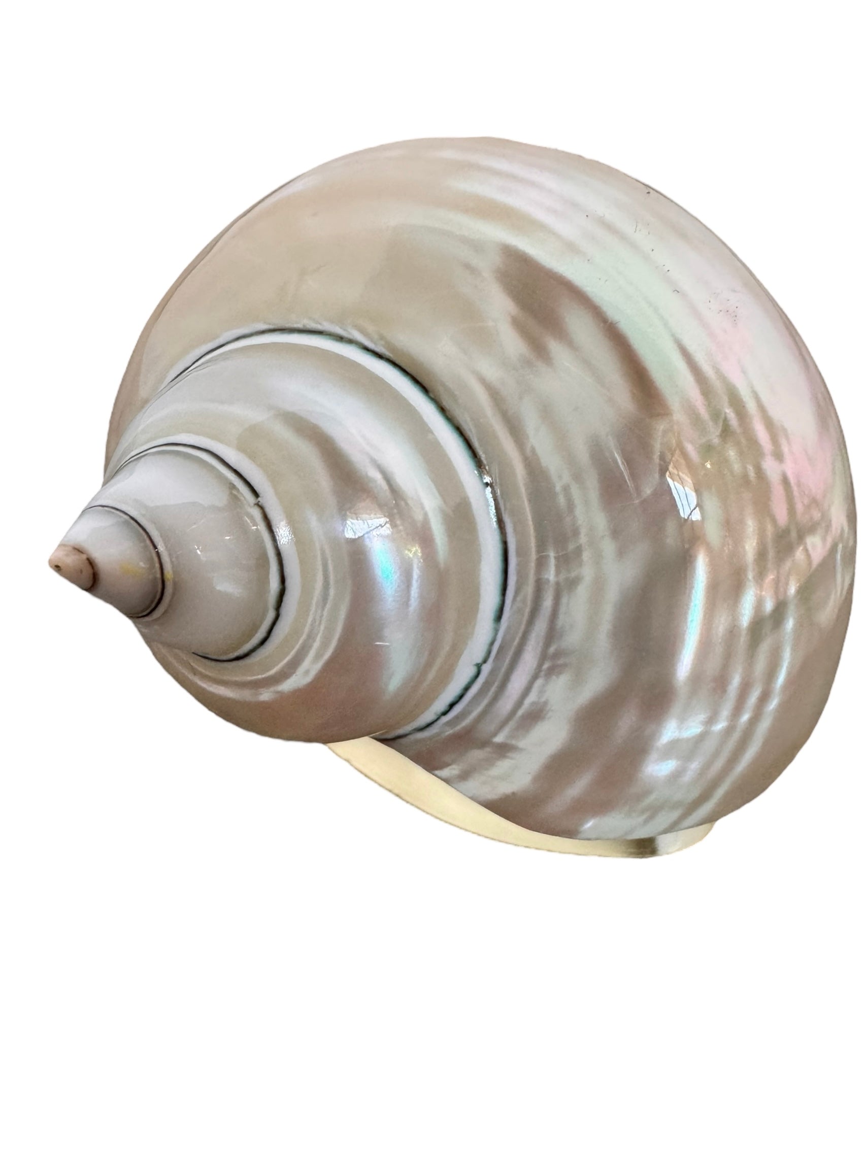 Hans Turnwald, 1980s, 1990s, napkin rings, silver ring, dinner party decoration, Hollywood regency, Turnwald Collection, High-end diningware, Coastal, Pearlized hermit shell