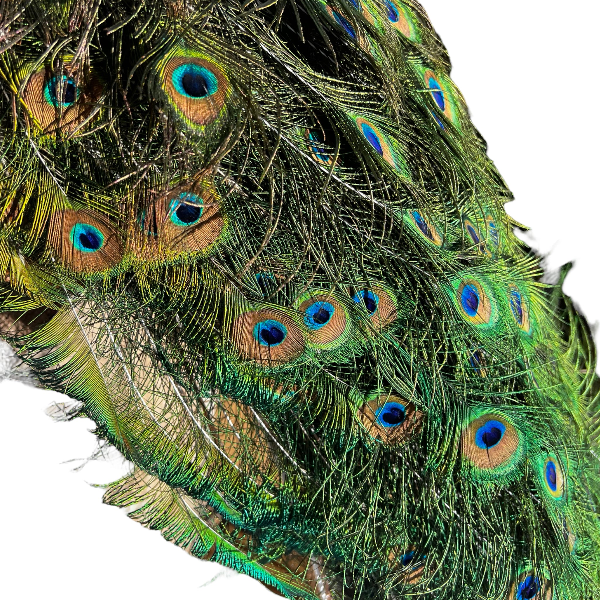 Vintage
vibrant
taxidermy
Sculpture
sculptural
Plumes
peacock taxidermy
peacock
mounted
male
living room
Large art
iridescence
Home
feathers
decorative
charming
Brass
Boho
bohemian
blue and green
Blue
birds
bird
Art