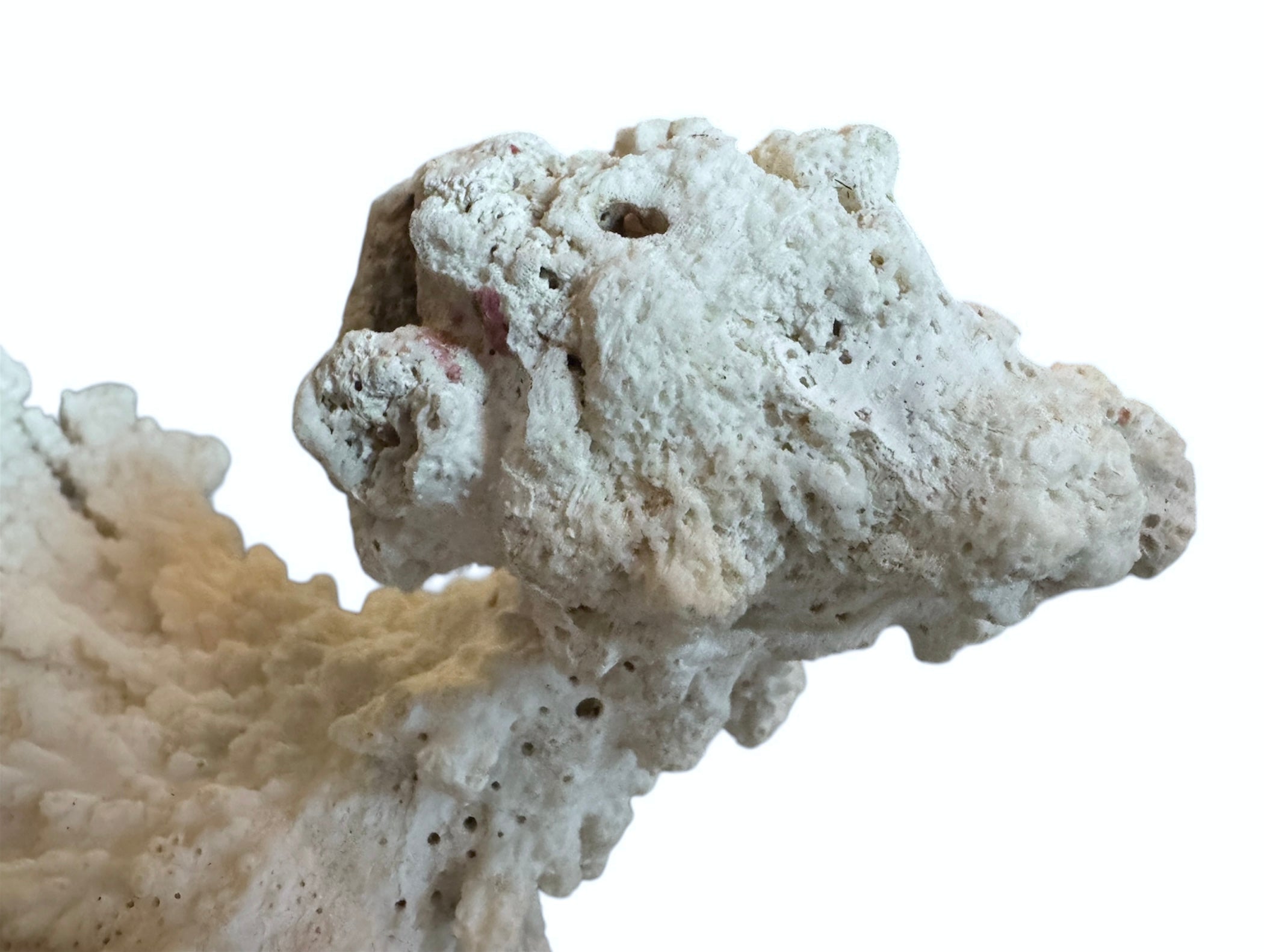 A wide, branching white coral sculpture with a thick central base and flattened, fan-like extensions. The texture is porous and rough, featuring jagged edges and irregular, bumpy ridges across its surface.