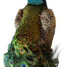 Vintage
vibrant
taxidermy
Sculpture
sculptural
Plumes
peacock taxidermy
peacock
mounted
male
living room
Large art
iridescence
Home
feathers
decorative
charming
Brass
Boho
bohemian
blue and green
Blue
birds
bird
Art