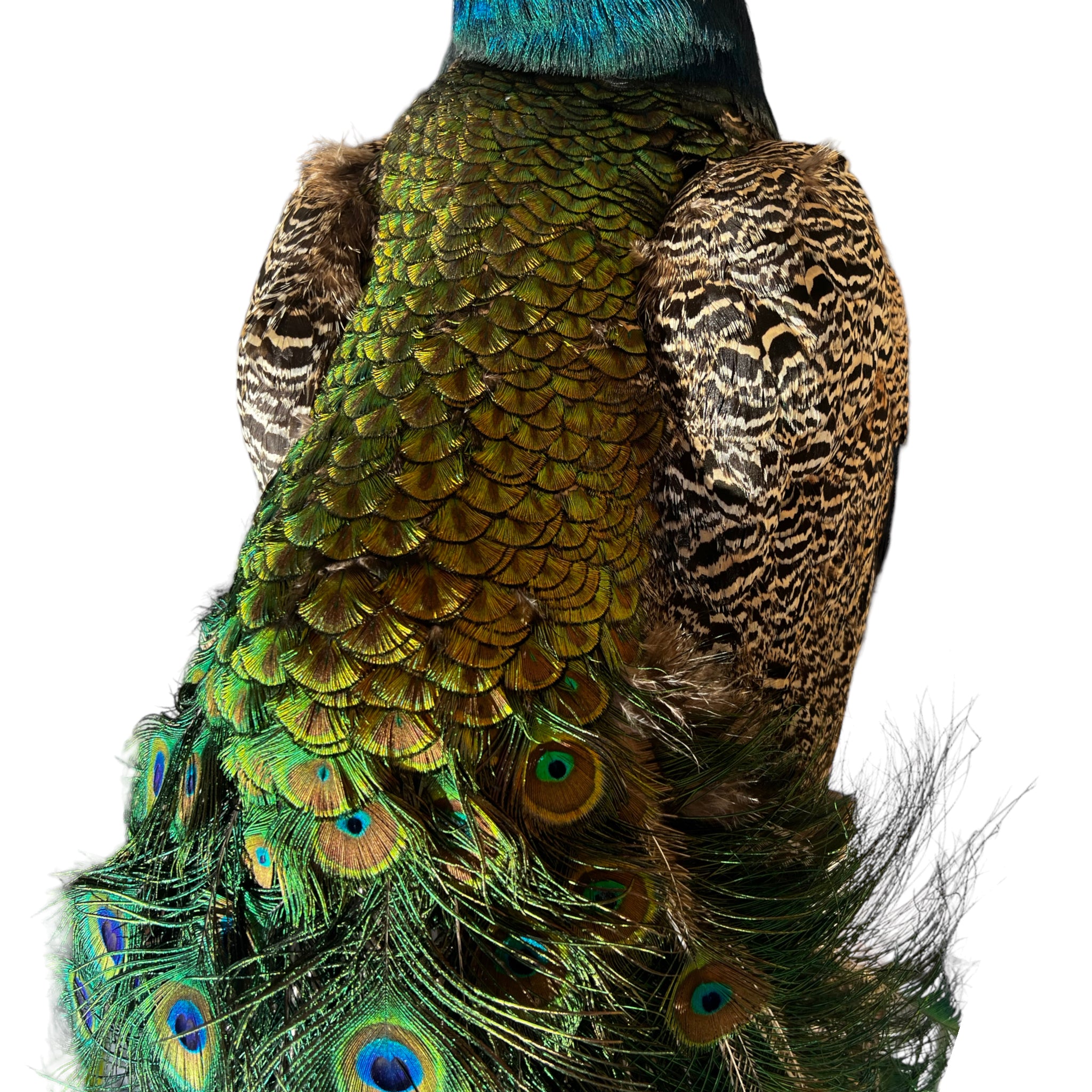 Vintage
vibrant
taxidermy
Sculpture
sculptural
Plumes
peacock taxidermy
peacock
mounted
male
living room
Large art
iridescence
Home
feathers
decorative
charming
Brass
Boho
bohemian
blue and green
Blue
birds
bird
Art