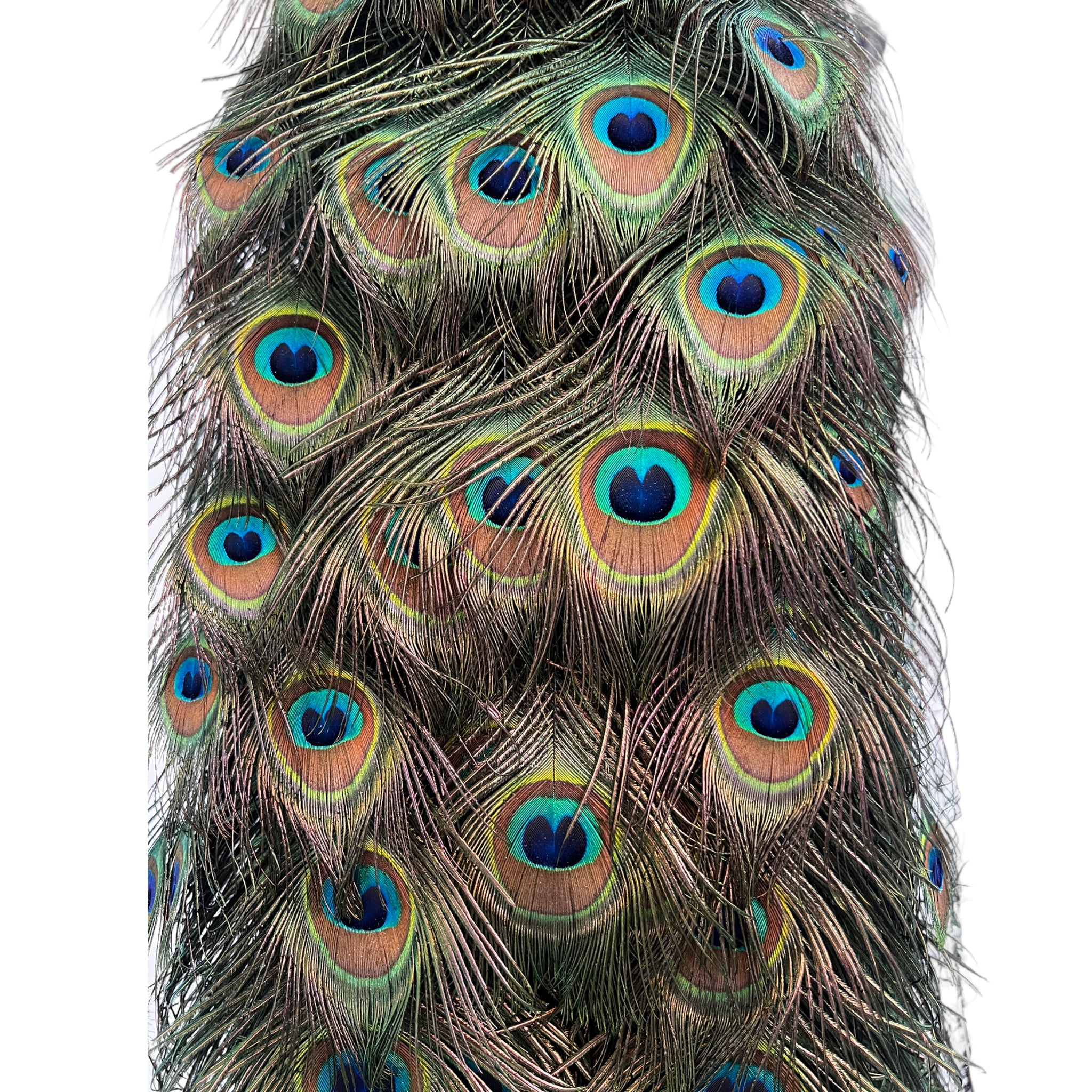 Vintage
vibrant
taxidermy
Sculpture
sculptural
Plumes
peacock taxidermy
peacock
mounted
male
living room
Large art
iridescence
Home
feathers
decorative
charming
Brass
Boho
bohemian
blue and green
Blue
birds
bird
Art