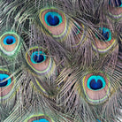Vintage
vibrant
taxidermy
Sculpture
sculptural
Plumes
peacock taxidermy
peacock
mounted
male
living room
Large art
iridescence
Home
feathers
decorative
charming
Brass
Boho
bohemian
blue and green
Blue
birds
bird
Art