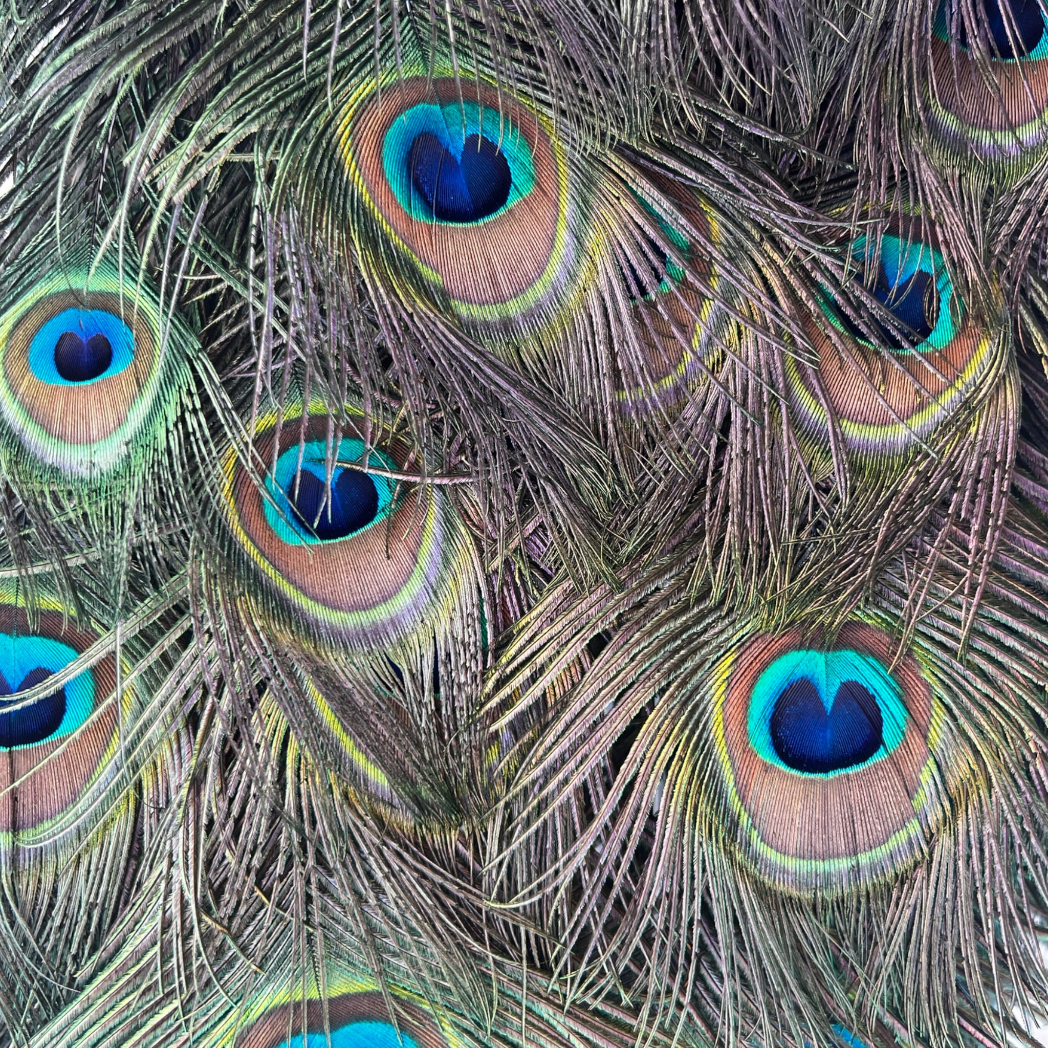 Vintage
vibrant
taxidermy
Sculpture
sculptural
Plumes
peacock taxidermy
peacock
mounted
male
living room
Large art
iridescence
Home
feathers
decorative
charming
Brass
Boho
bohemian
blue and green
Blue
birds
bird
Art