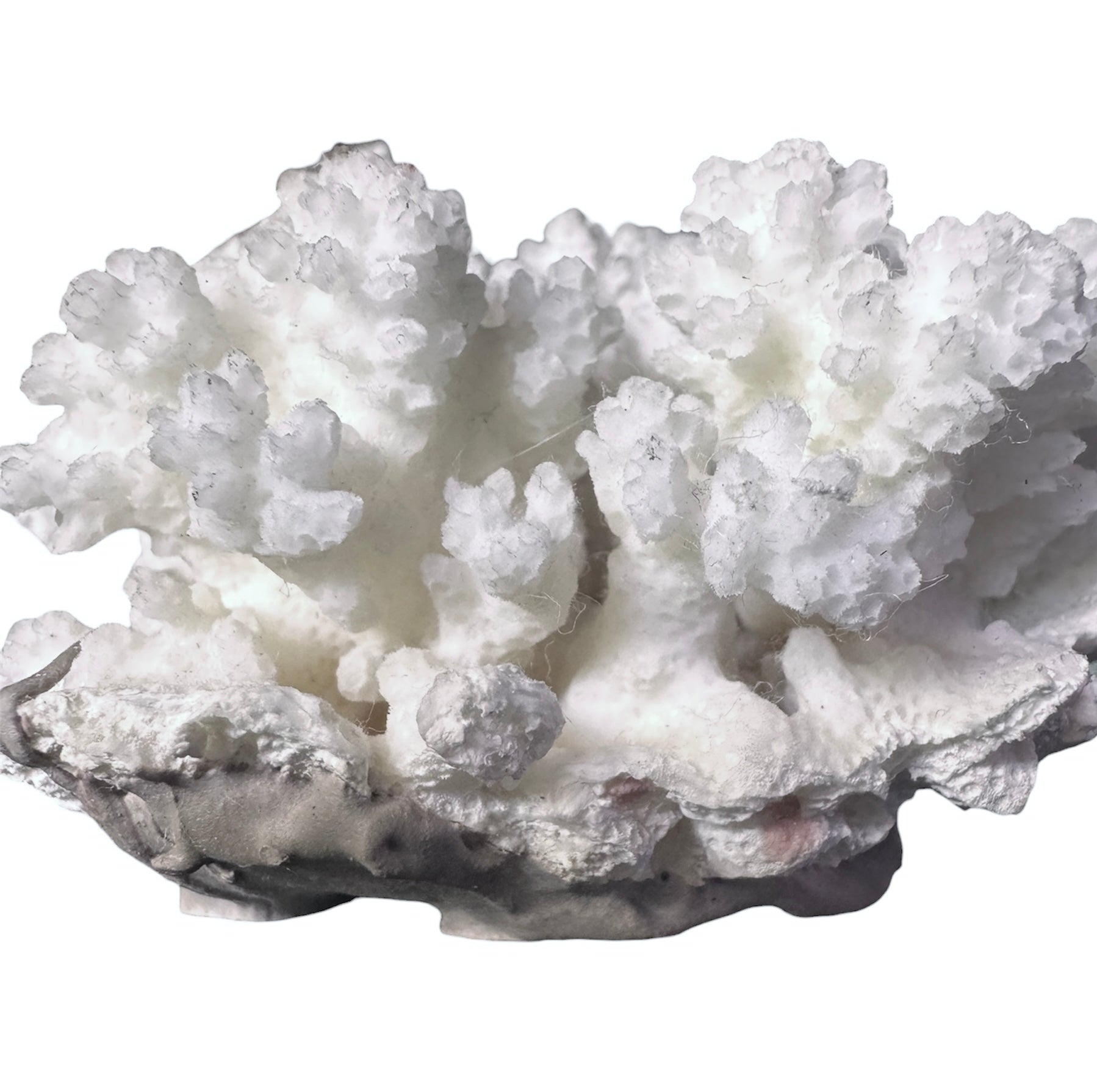 A small, delicate white coral sculpture with a cluster of short, upright branches. The structure is asymmetrical and intricate, featuring a porous, sponge-like surface texture and a jagged, irregular base.