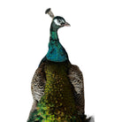 Vintage
vibrant
taxidermy
Sculpture
sculptural
Plumes
peacock taxidermy
peacock
mounted
male
living room
Large art
iridescence
Home
feathers
decorative
charming
Brass
Boho
bohemian
blue and green
Blue
birds
bird
Art