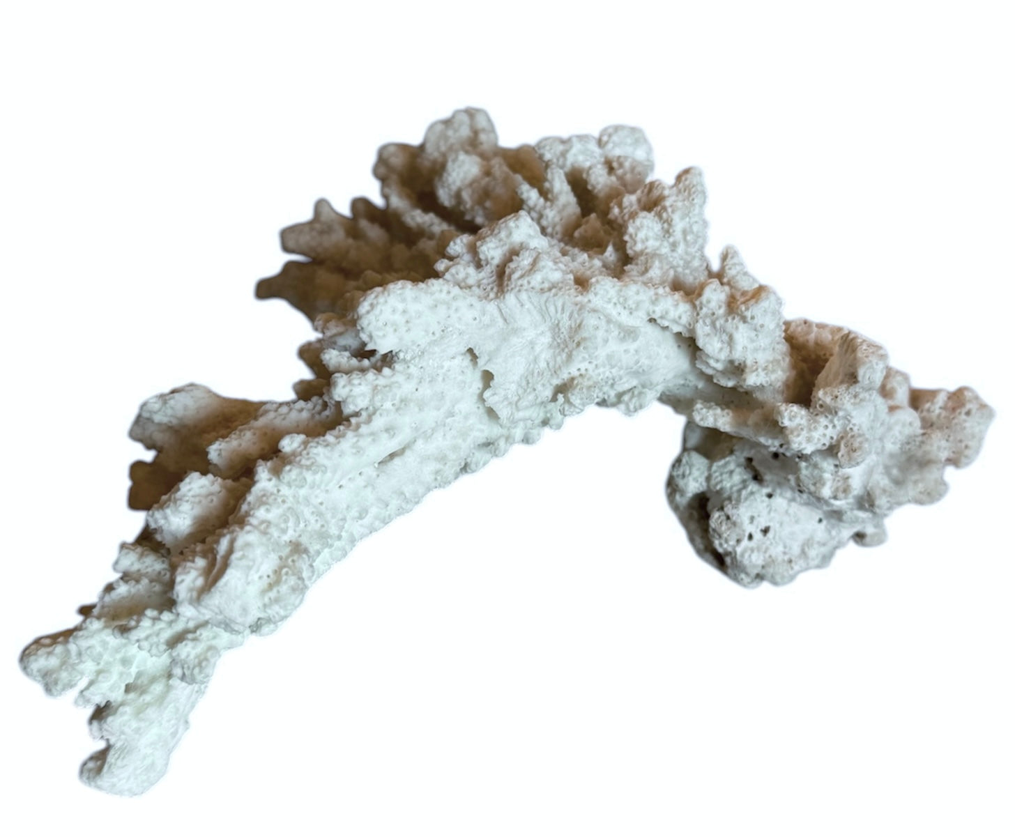A wide, branching white coral sculpture with a thick central base and flattened, fan-like extensions. The texture is porous and rough, featuring jagged edges and irregular, bumpy ridges across its surface.