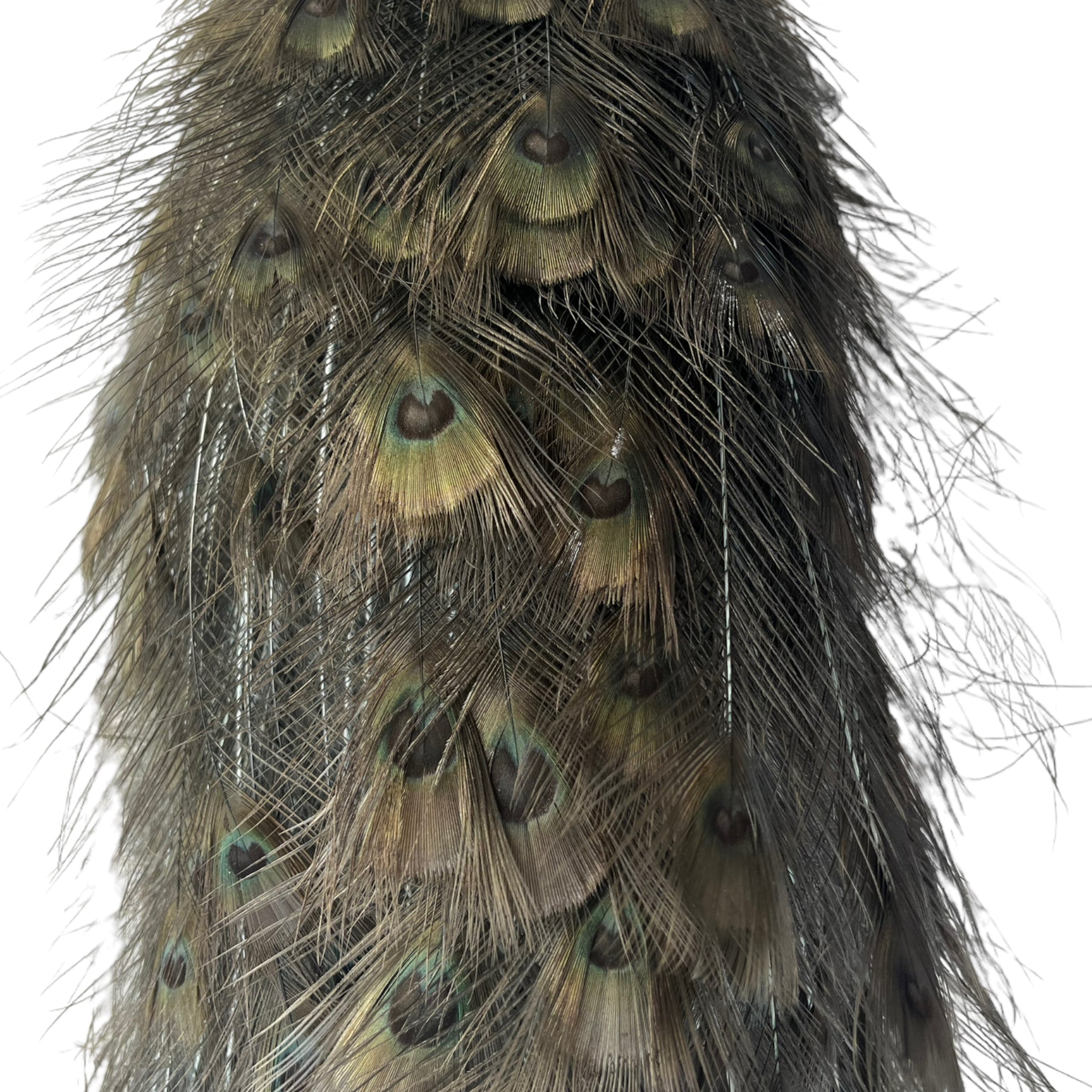 taxidermy
Plumes
peacock
living room
life size
Large art
Home
female
feathers
Brass
birds
bird
Art
mounted
Sculpture
sculptural
bohemian
Boho
feminine
peacock taxidermy
Texas
Green
gray