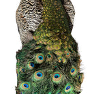 Vintage
vibrant
taxidermy
Sculpture
sculptural
Plumes
peacock taxidermy
peacock
mounted
male
living room
Large art
iridescence
Home
feathers
decorative
charming
Brass
Boho
bohemian
blue and green
Blue
birds
bird
Art