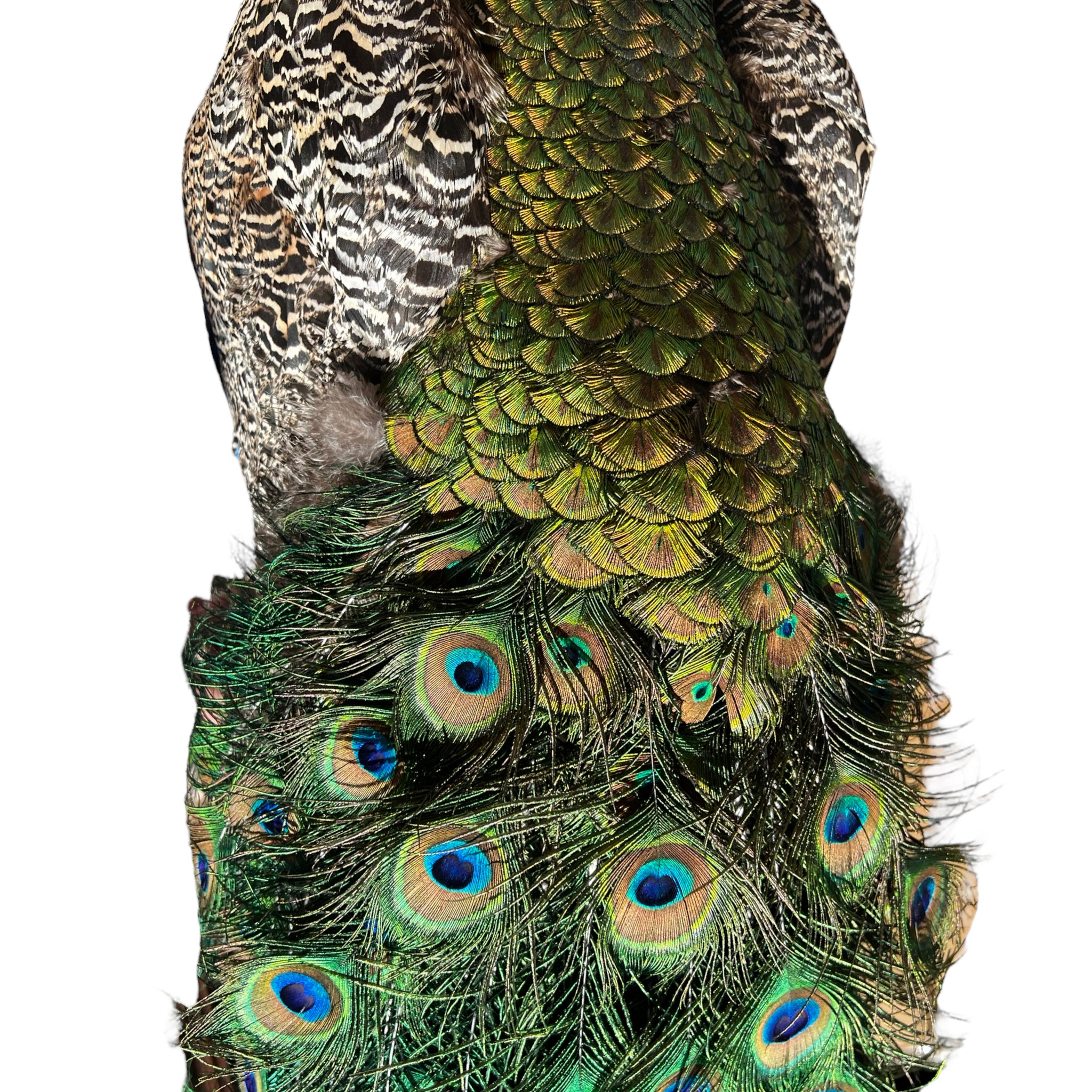 Vintage
vibrant
taxidermy
Sculpture
sculptural
Plumes
peacock taxidermy
peacock
mounted
male
living room
Large art
iridescence
Home
feathers
decorative
charming
Brass
Boho
bohemian
blue and green
Blue
birds
bird
Art