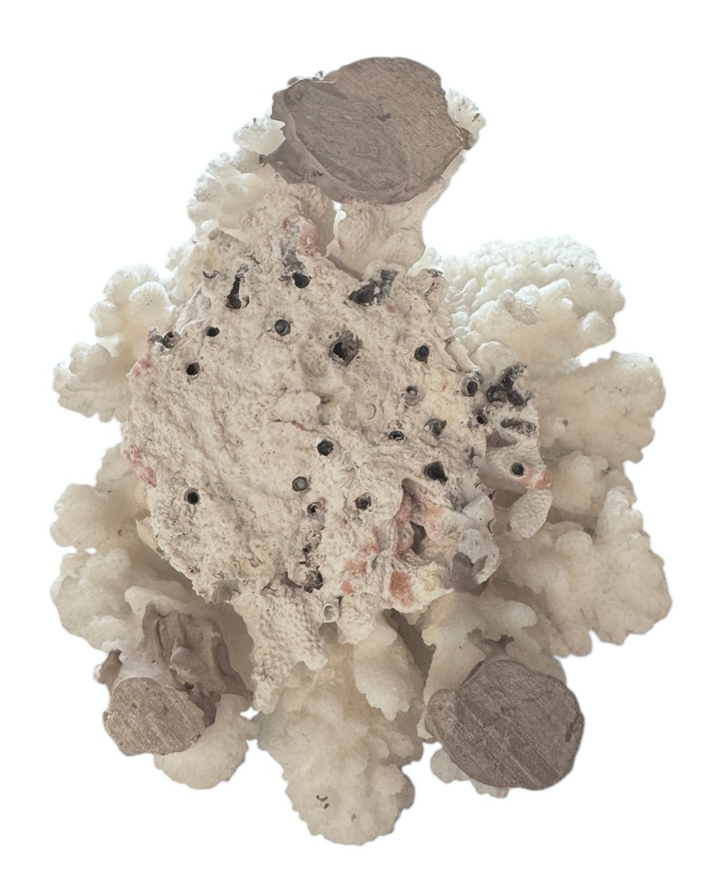 A dense, mounded white coral sculpture with a heavy, cauliflower-style growth pattern. The lobes are closely bunched together, covered in tiny, uniform bumps that give the piece a fuzzy or frosted visual texture.