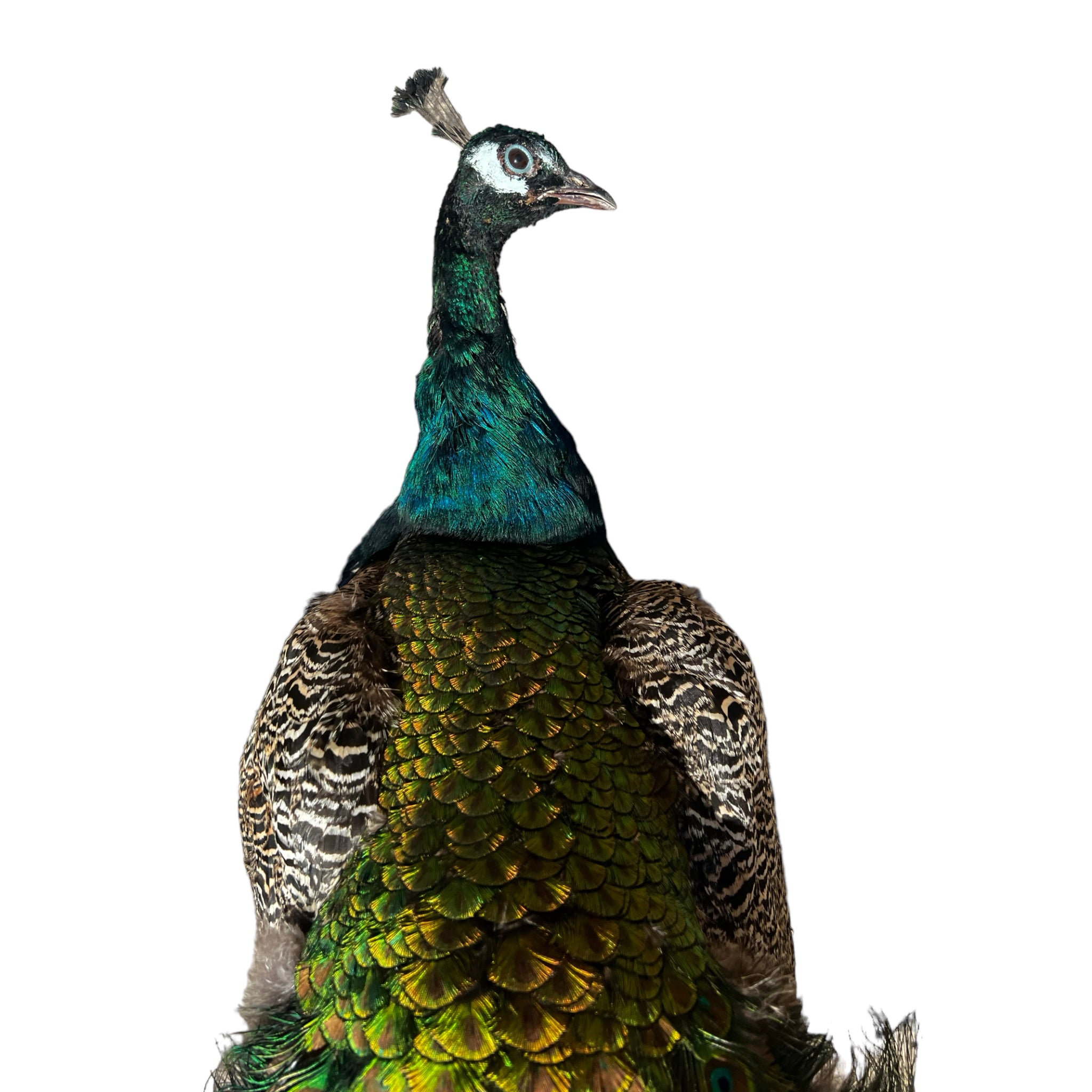 Vintage
vibrant
taxidermy
Sculpture
sculptural
Plumes
peacock taxidermy
peacock
mounted
male
living room
Large art
iridescence
Home
feathers
decorative
charming
Brass
Boho
bohemian
blue and green
Blue
birds
bird
Art