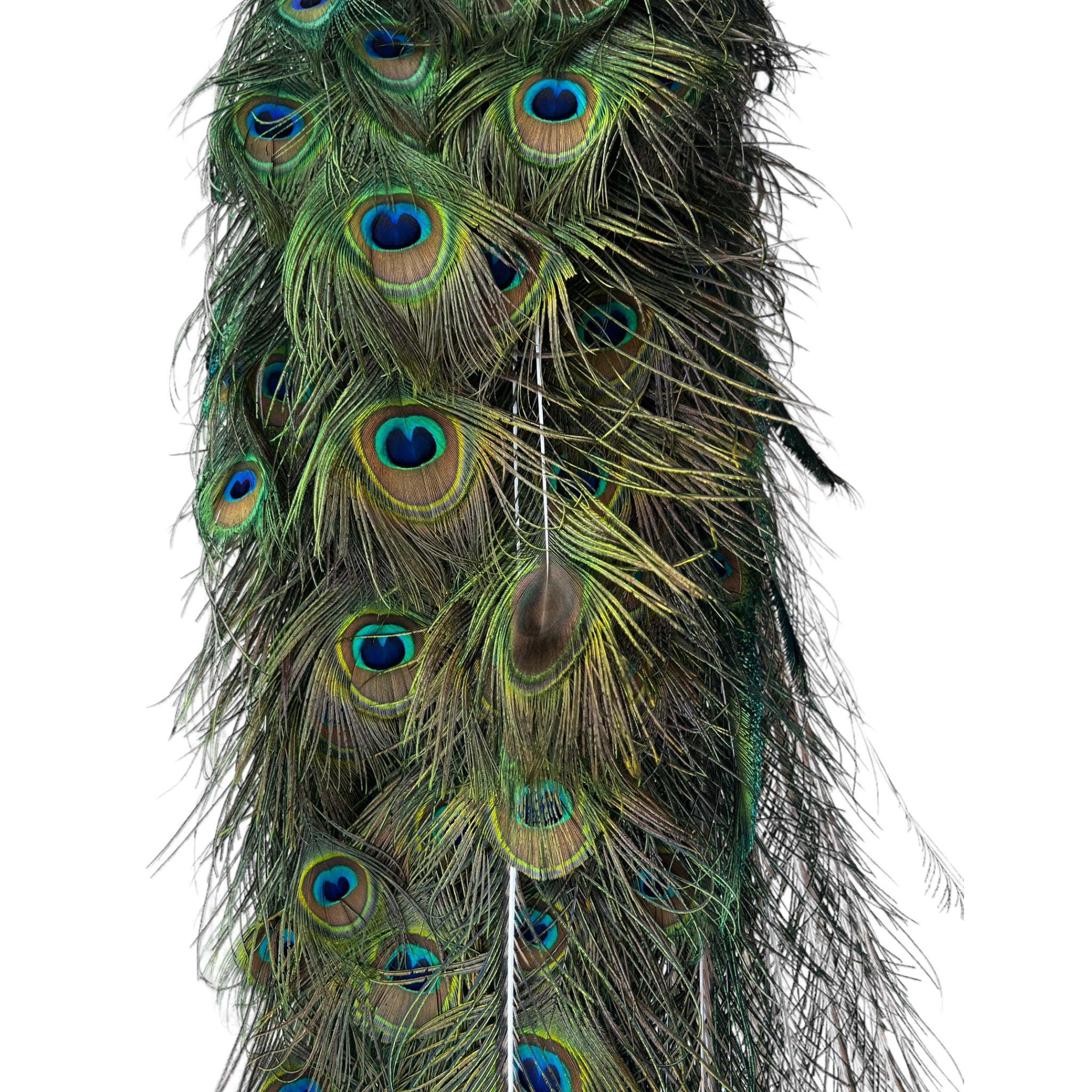 Vintage
vibrant
taxidermy
Sculpture
sculptural
Plumes
peacock taxidermy
peacock
mounted
male
living room
Large art
iridescence
Home
feathers
decorative
charming
Brass
Boho
bohemian
blue and green
Blue
birds
bird
Art