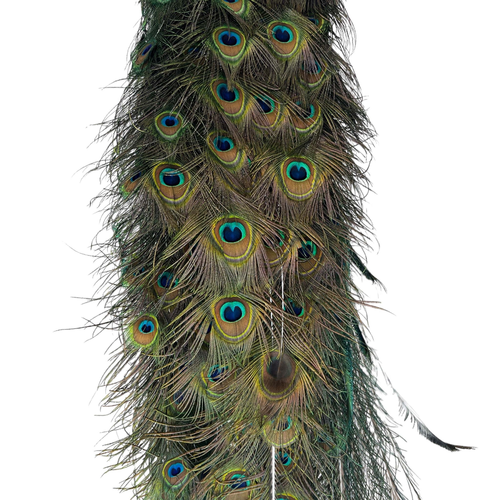 Vintage
vibrant
taxidermy
Sculpture
sculptural
Plumes
peacock taxidermy
peacock
mounted
male
living room
Large art
iridescence
Home
feathers
decorative
charming
Brass
Boho
bohemian
blue and green
Blue
birds
bird
Art