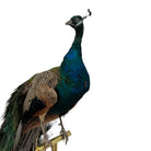 Vintage
vibrant
taxidermy
Sculpture
sculptural
Plumes
peacock taxidermy
peacock
mounted
male
living room
Large art
iridescence
Home
feathers
decorative
charming
Brass
Boho
bohemian
blue and green
Blue
birds
bird
Art