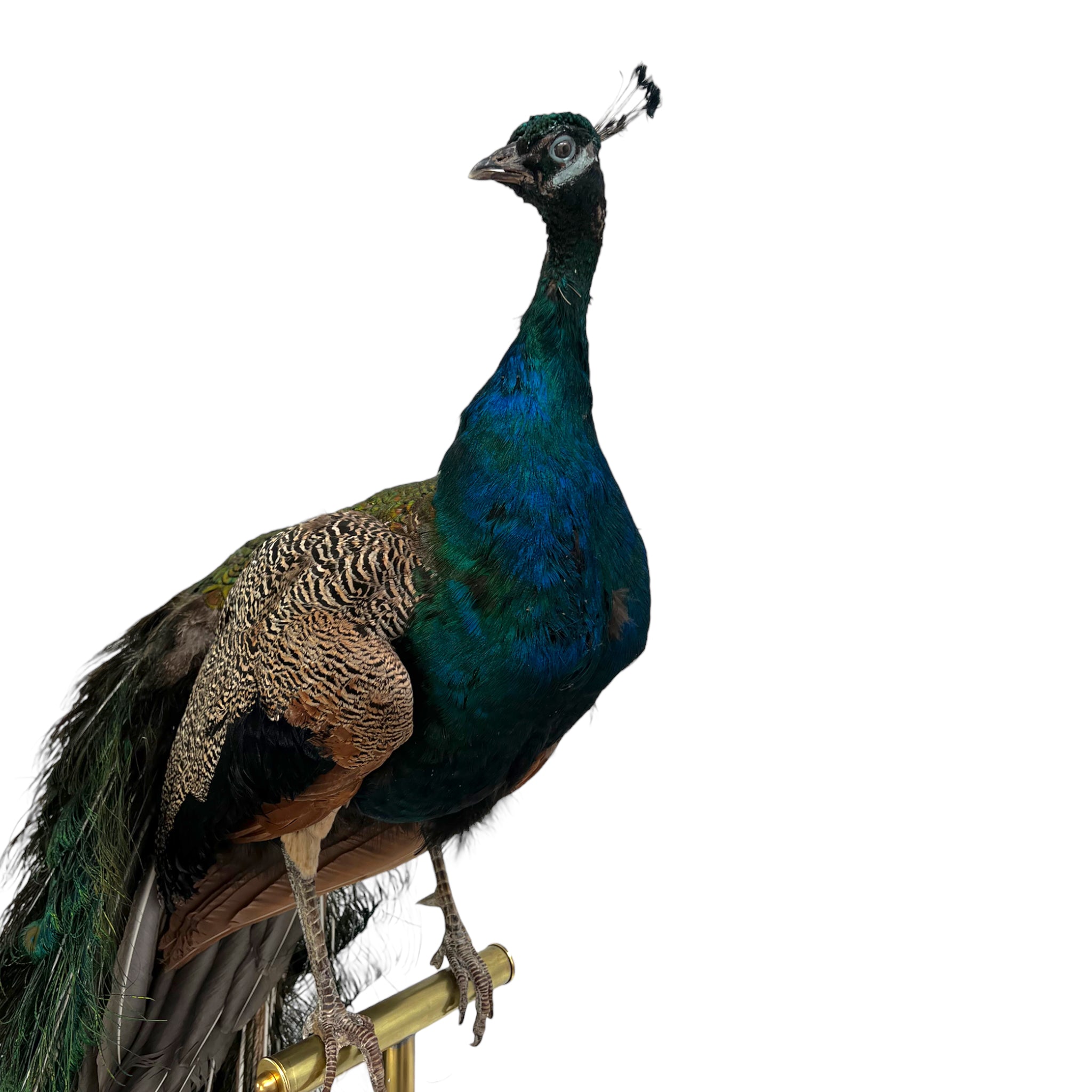 Vintage
vibrant
taxidermy
Sculpture
sculptural
Plumes
peacock taxidermy
peacock
mounted
male
living room
Large art
iridescence
Home
feathers
decorative
charming
Brass
Boho
bohemian
blue and green
Blue
birds
bird
Art