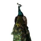 Vintage
vibrant
taxidermy
Sculpture
sculptural
Plumes
peacock taxidermy
peacock
mounted
male
living room
Large art
iridescence
Home
feathers
decorative
charming
Brass
Boho
bohemian
blue and green
Blue
birds
bird
Art