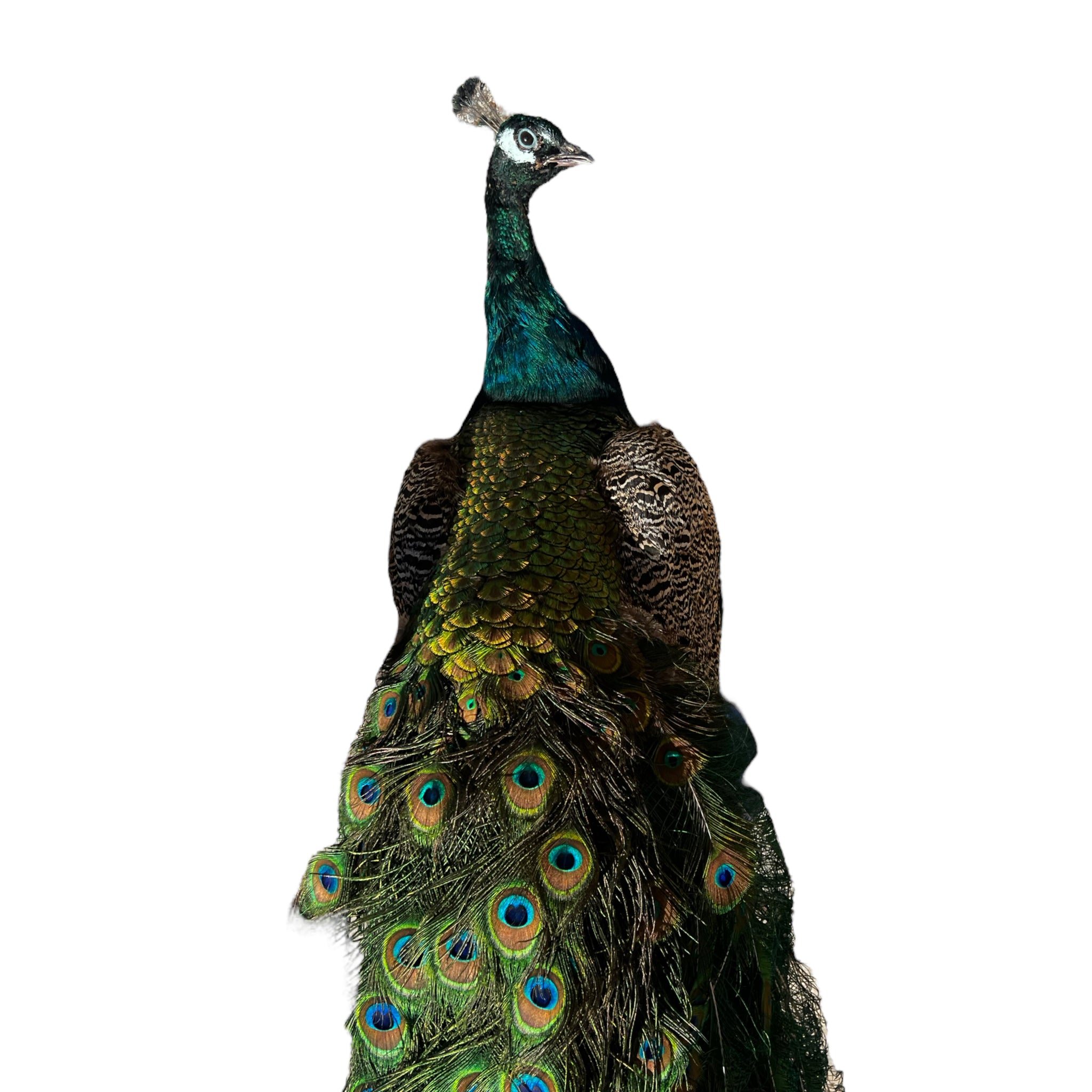 Vintage
vibrant
taxidermy
Sculpture
sculptural
Plumes
peacock taxidermy
peacock
mounted
male
living room
Large art
iridescence
Home
feathers
decorative
charming
Brass
Boho
bohemian
blue and green
Blue
birds
bird
Art