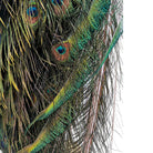 Vintage
vibrant
taxidermy
Sculpture
sculptural
Plumes
peacock taxidermy
peacock
mounted
male
living room
Large art
iridescence
Home
feathers
decorative
charming
Brass
Boho
bohemian
blue and green
Blue
birds
bird
Art