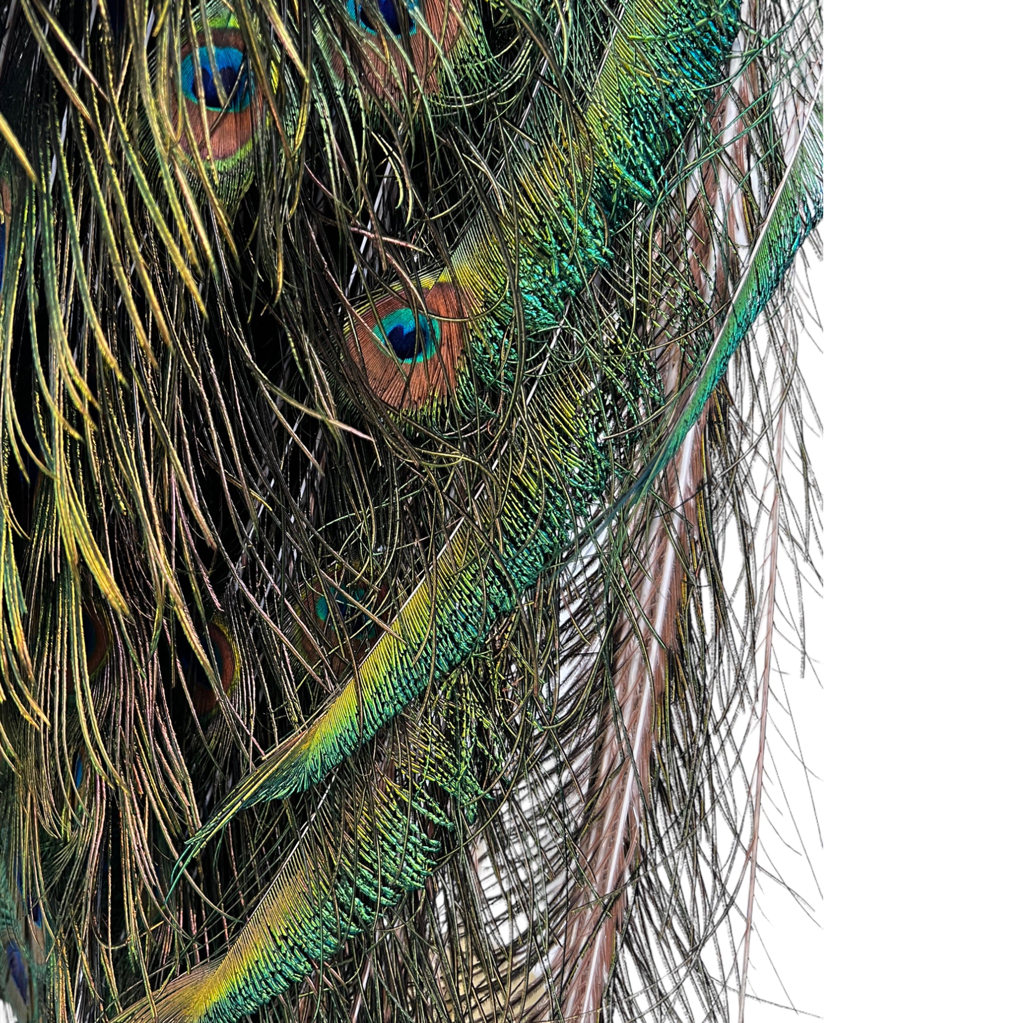 Vintage
vibrant
taxidermy
Sculpture
sculptural
Plumes
peacock taxidermy
peacock
mounted
male
living room
Large art
iridescence
Home
feathers
decorative
charming
Brass
Boho
bohemian
blue and green
Blue
birds
bird
Art