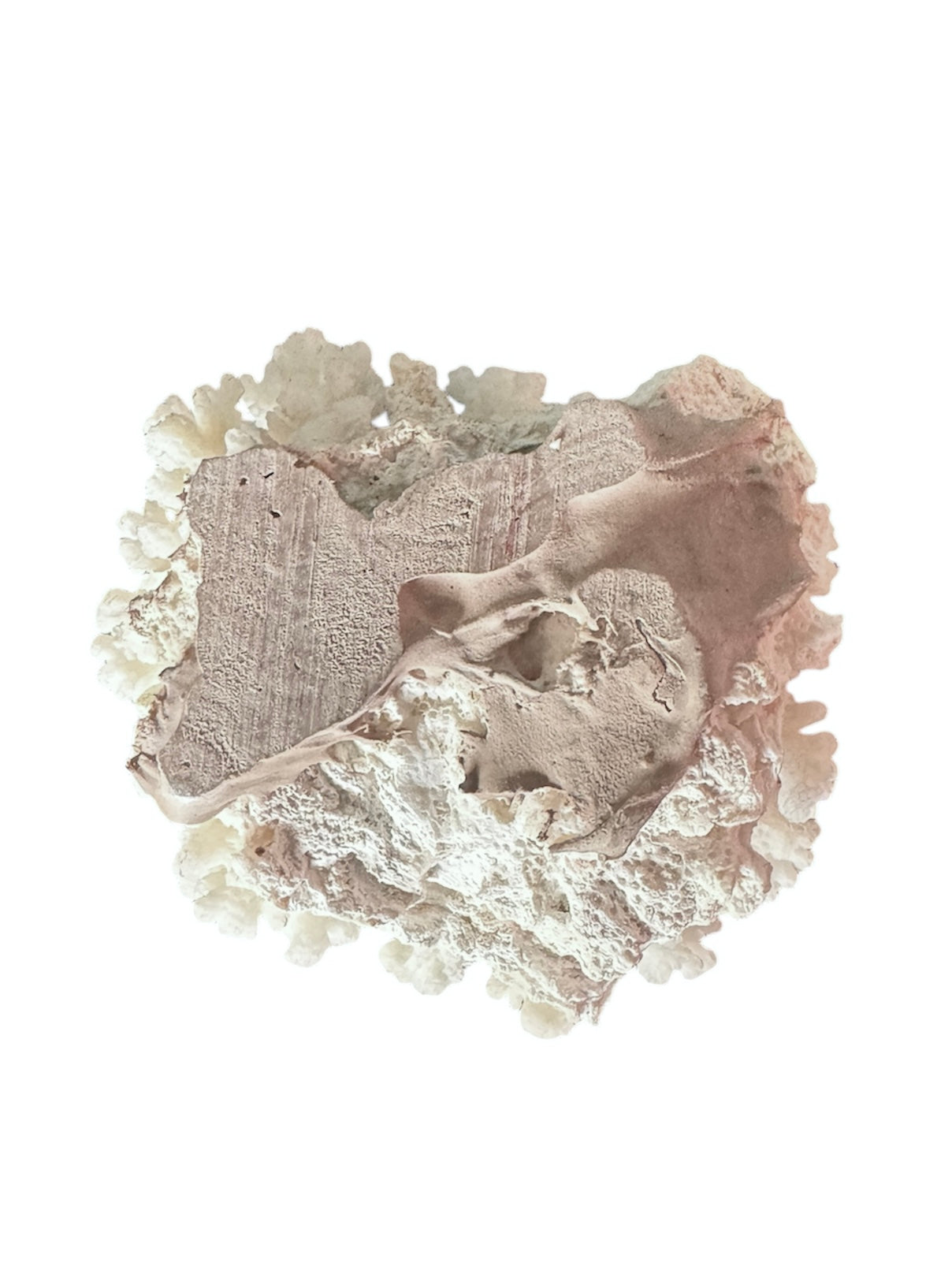 A small, delicate white coral sculpture with a cluster of short, upright branches. The structure is asymmetrical and intricate, featuring a porous, sponge-like surface texture and a jagged, irregular base.