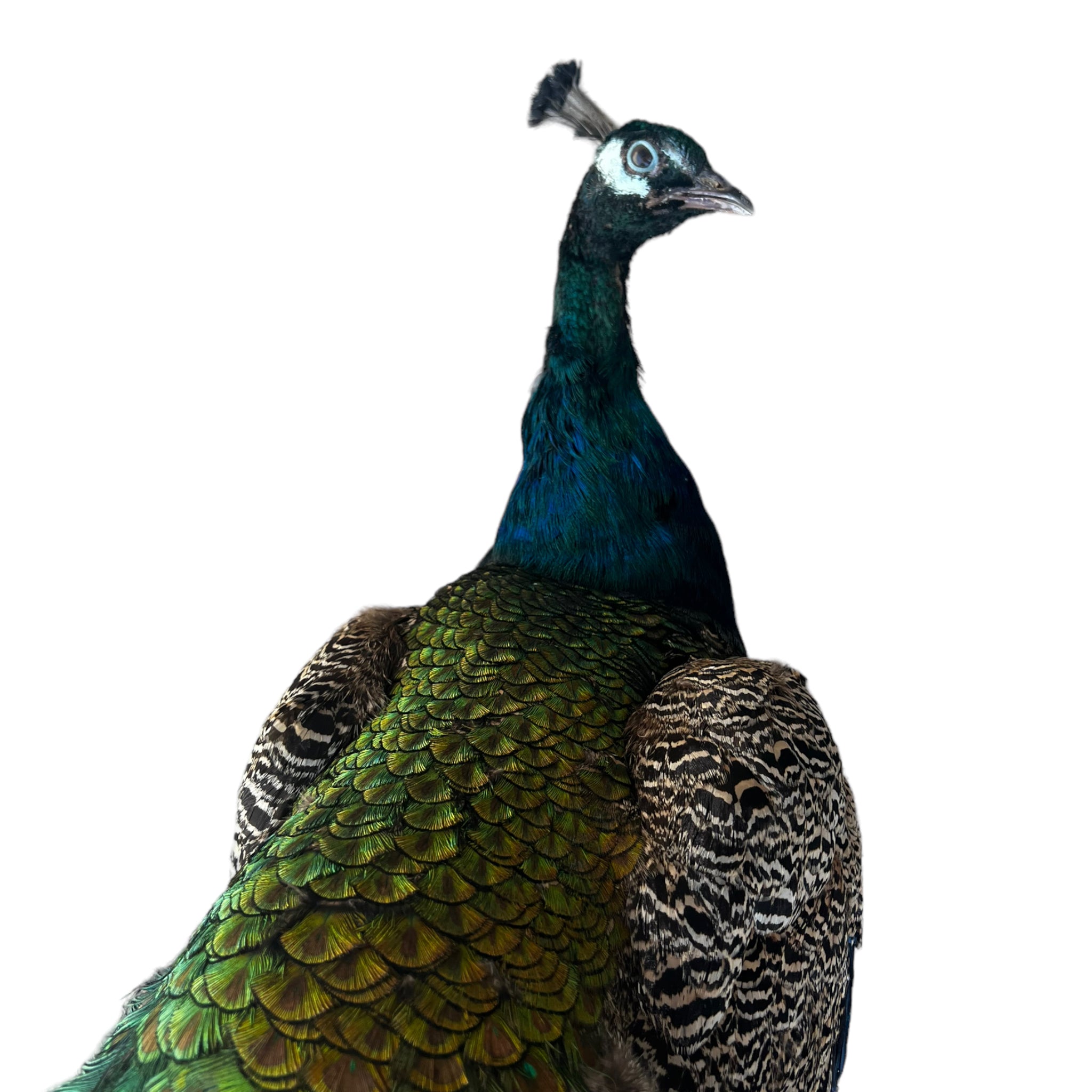 Vintage
vibrant
taxidermy
Sculpture
sculptural
Plumes
peacock taxidermy
peacock
mounted
male
living room
Large art
iridescence
Home
feathers
decorative
charming
Brass
Boho
bohemian
blue and green
Blue
birds
bird
Art